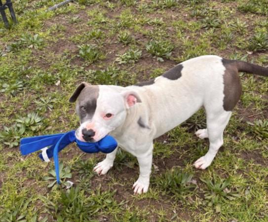 MONROE, Adoptable, Adult Female Pit Bull Terrier & Mixed Breed.