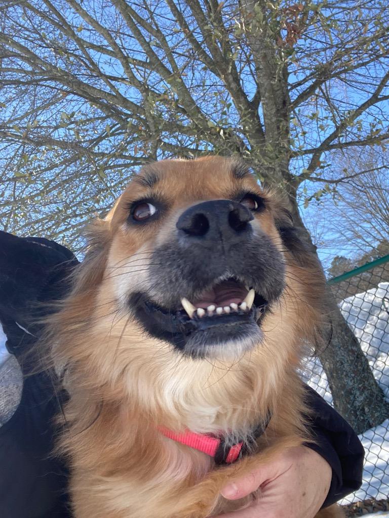 Maizey, Adoptable, Adult Female Golden Retriever & Tibetan Spaniel.