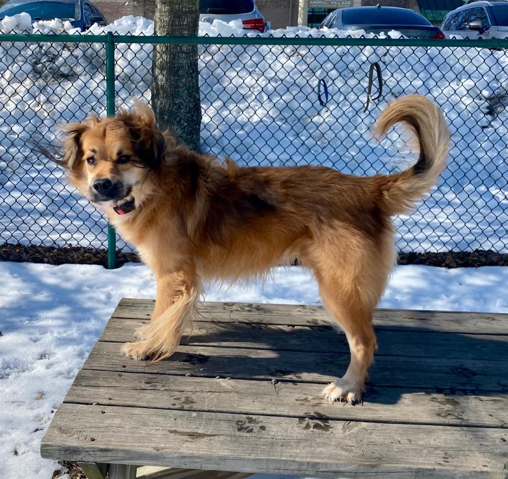 Maizey, a Adoptable mixed breed in Little Rock, AR image 2/3