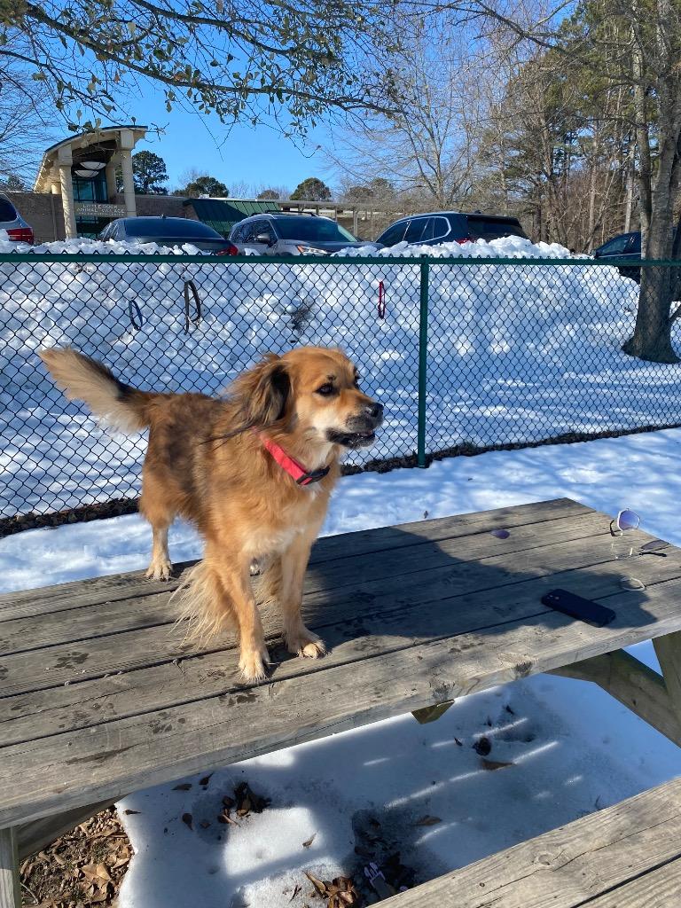Maizey, a Adoptable mixed breed in Little Rock, AR image 3/3