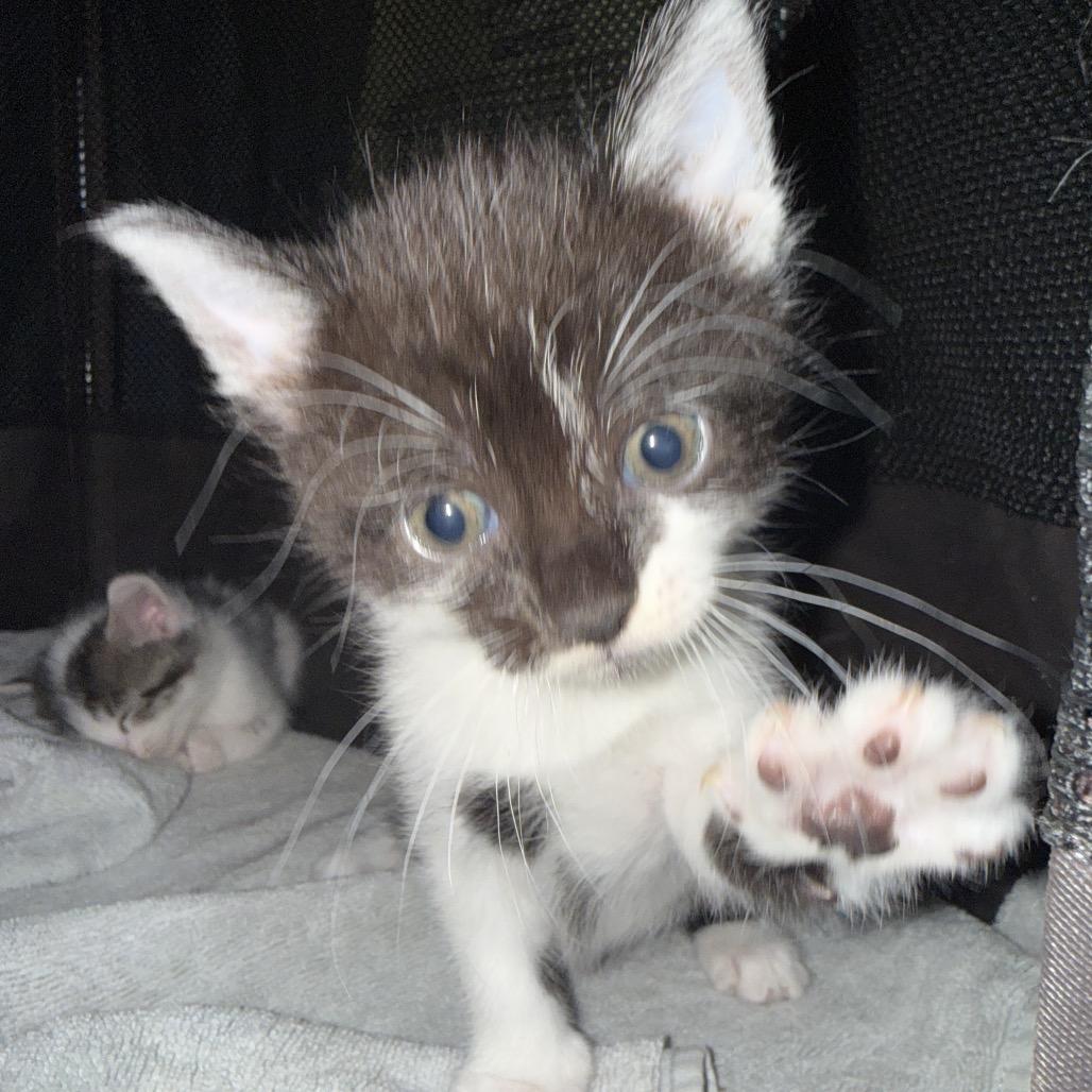 Liberty, a Adoptable Domestic Short Hair in Escondido, CA image 1/6