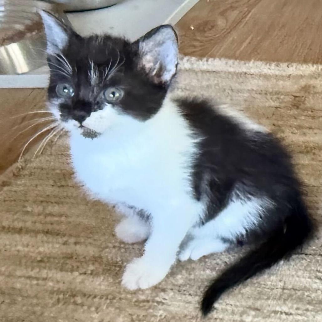 Liberty, a Adoptable Domestic Short Hair in Escondido, CA image 2/6