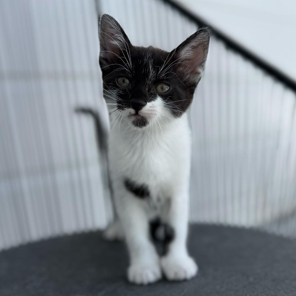 Liberty, a Adoptable Domestic Short Hair in Escondido, CA image 3/6