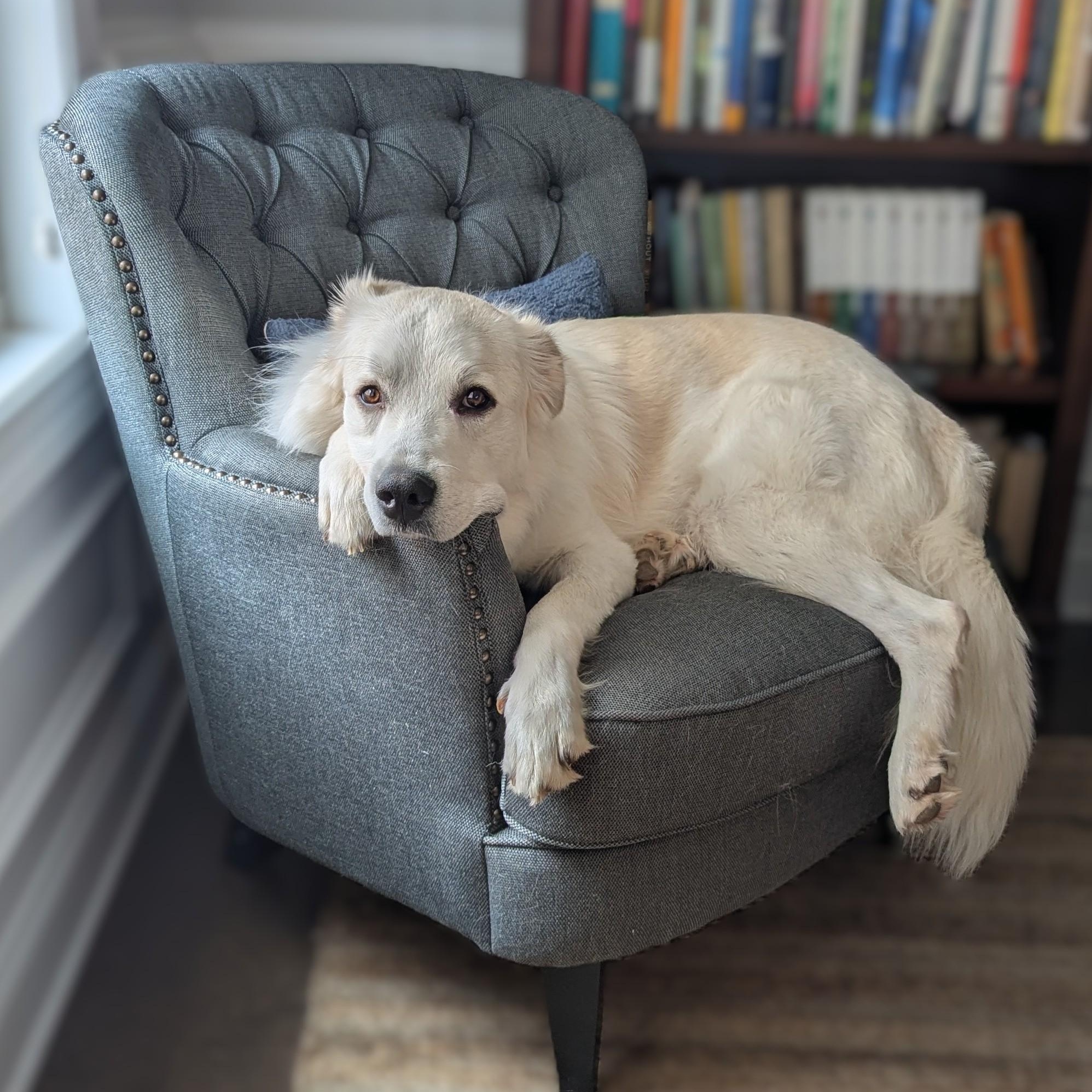 Stetson, Adoptable, Young Male Great Pyrenees.