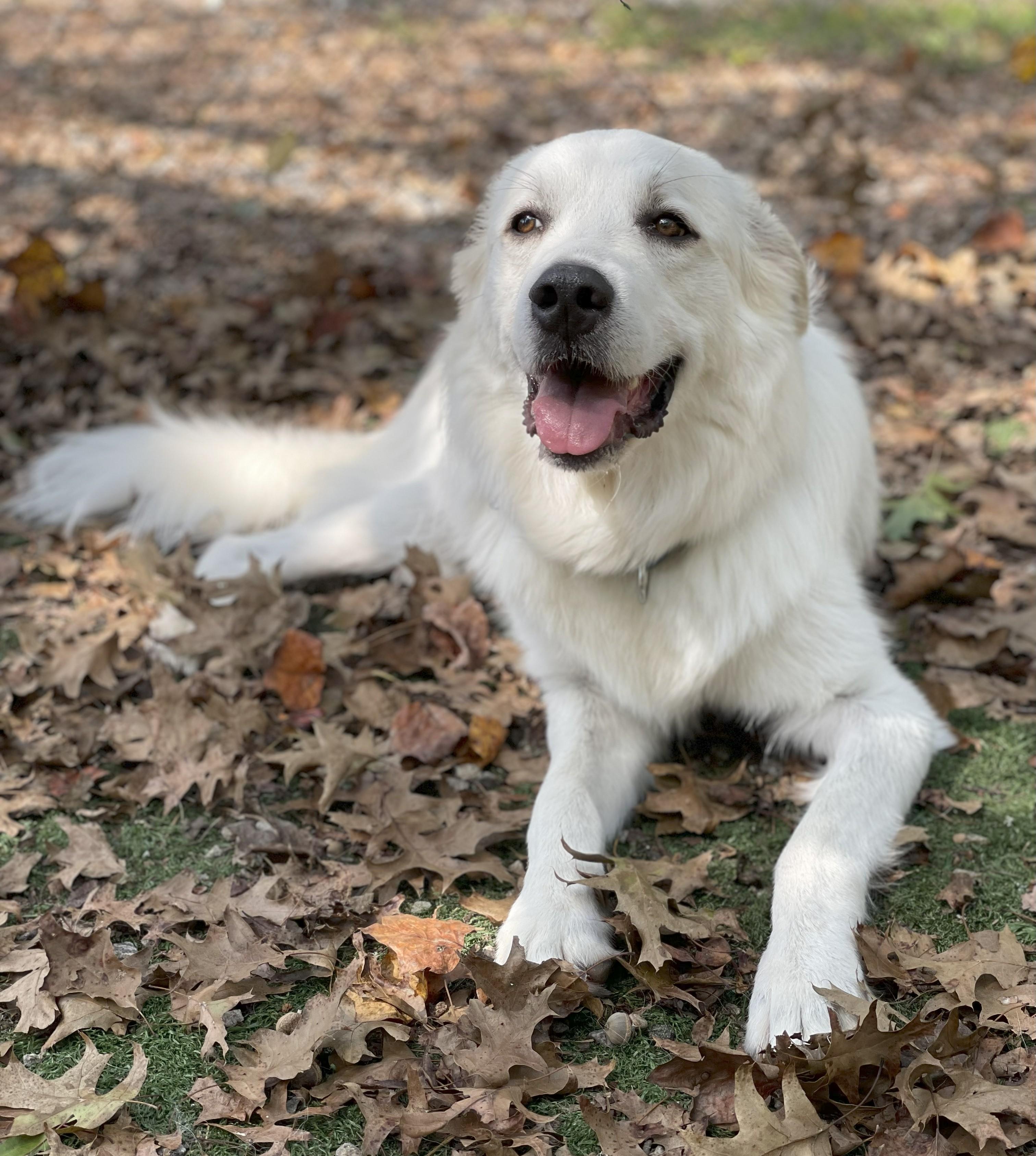 Enlarge Stetson, a Adoptable mixed breed in Atlanta, GA image 2/6