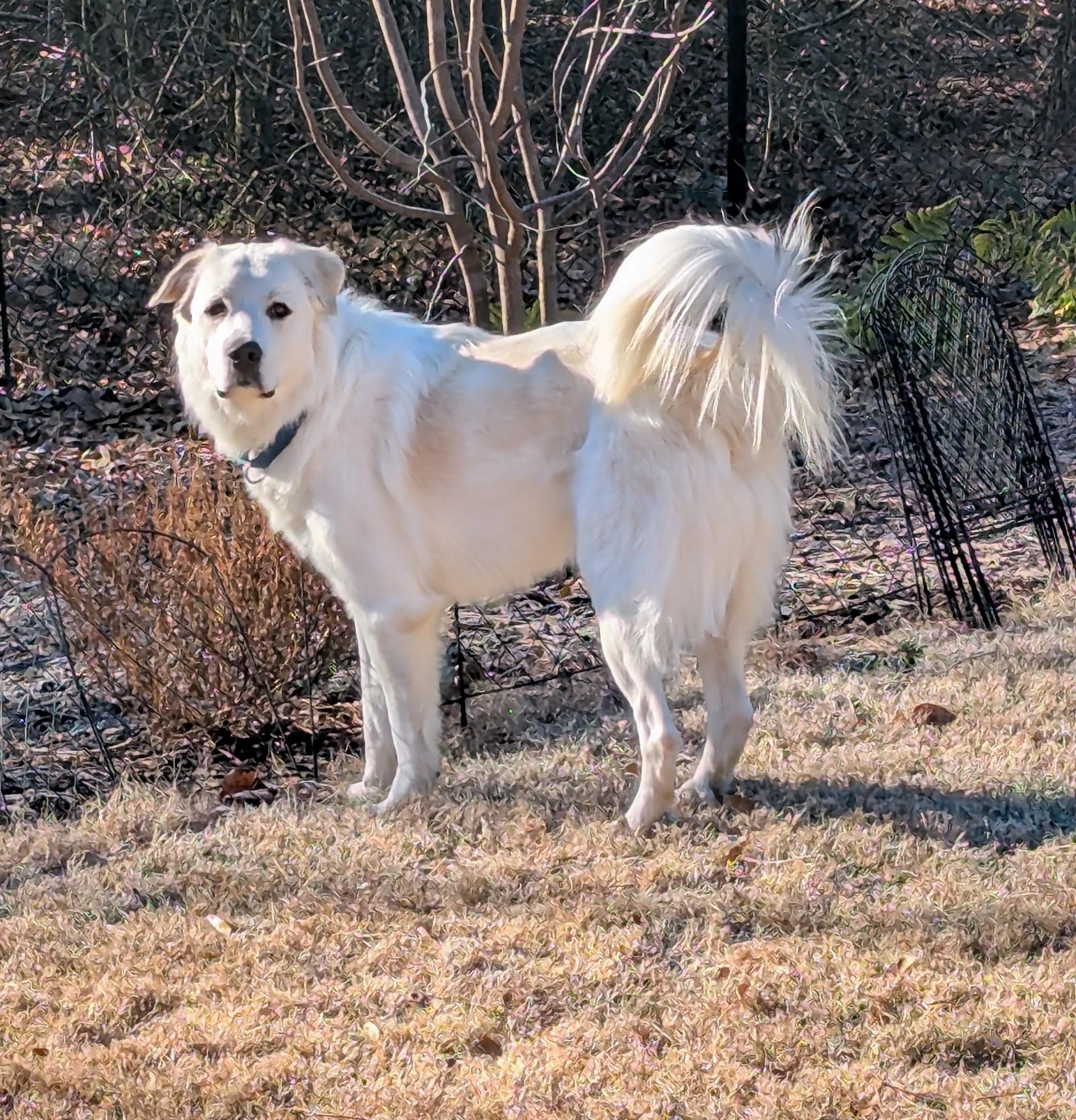 Enlarge Stetson, a Adoptable mixed breed in Atlanta, GA image 4/6