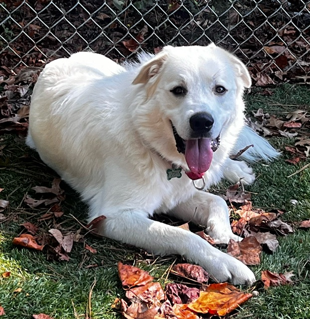 Enlarge Stetson, a Adoptable mixed breed in Atlanta, GA image 5/6