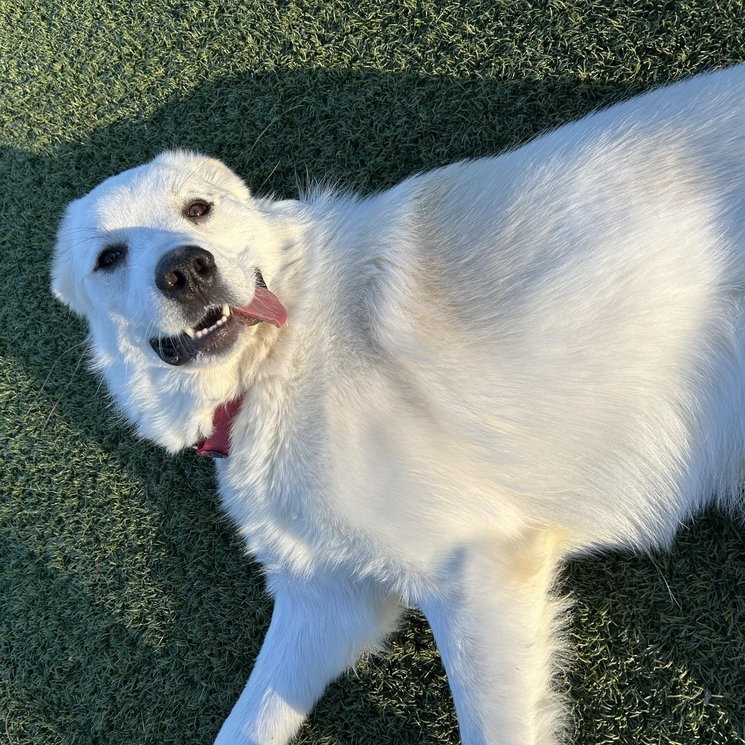 Enlarge Stetson, a Adoptable mixed breed in Atlanta, GA image 6/6