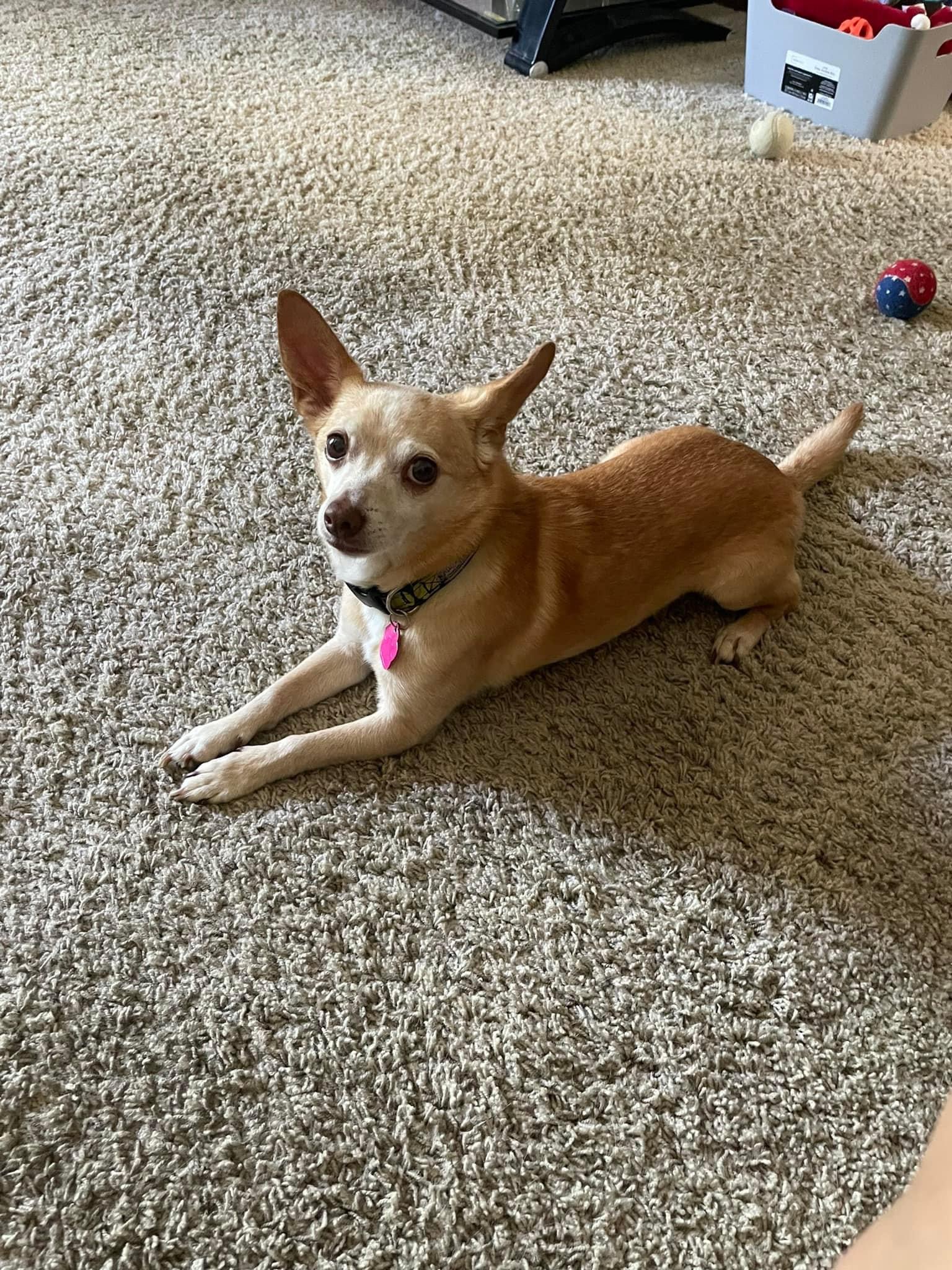 Jackson, Adoptable, Senior Male Chihuahua.