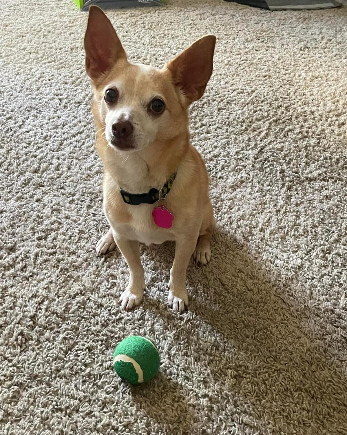 Enlarge Jackson, a Adoptable Chihuahua in Adams, NE image 2/2