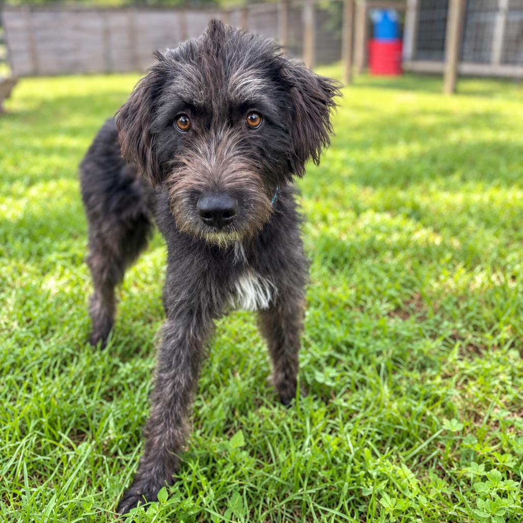 Forest 'Lily', Adoptable, Adult Female Standard Schnauzer.