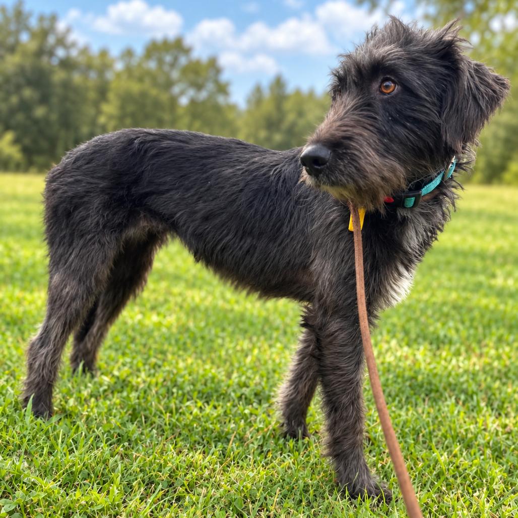 Enlarge Forest 'Lily', a Adoptable Standard Schnauzer in Houston, TX image 3/6