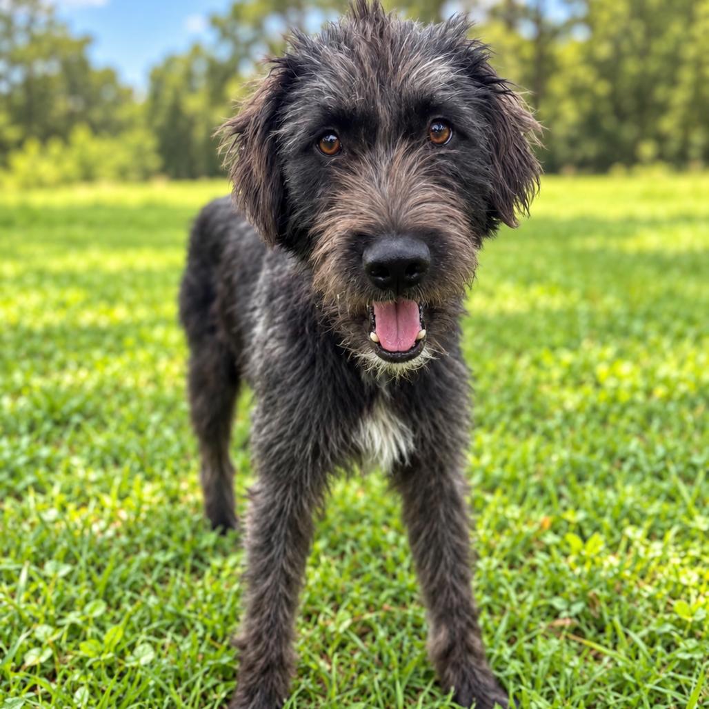 Enlarge Forest 'Lily', a Adoptable Standard Schnauzer in Houston, TX image 4/6