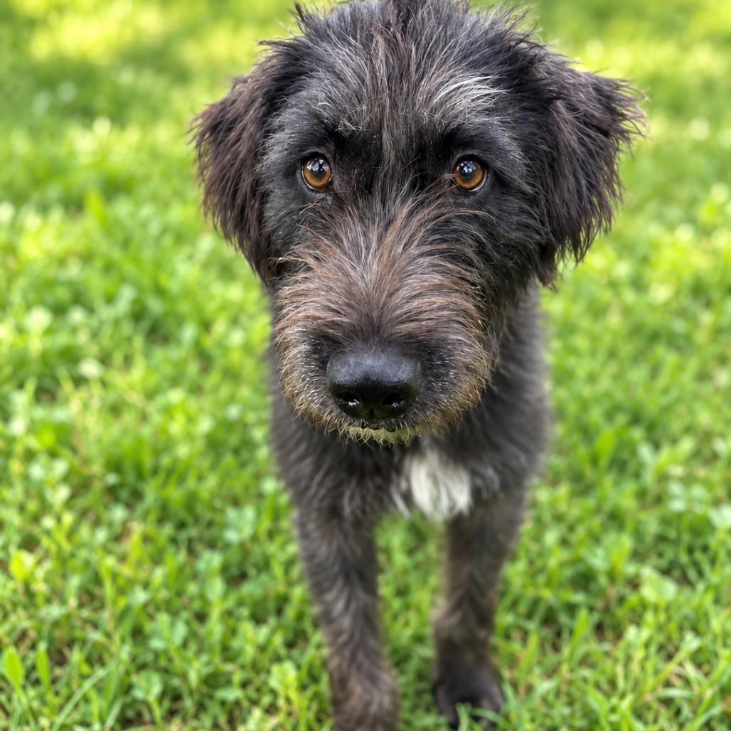 Enlarge Forest 'Lily', a Adoptable Standard Schnauzer in Houston, TX image 6/6
