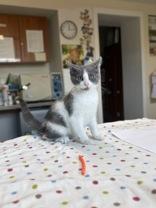 Fern, an adopted Domestic Short Hair in Potsdam, NY image 1/2