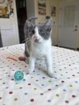 Fern, an adopted Domestic Short Hair in Potsdam, NY image 2/2