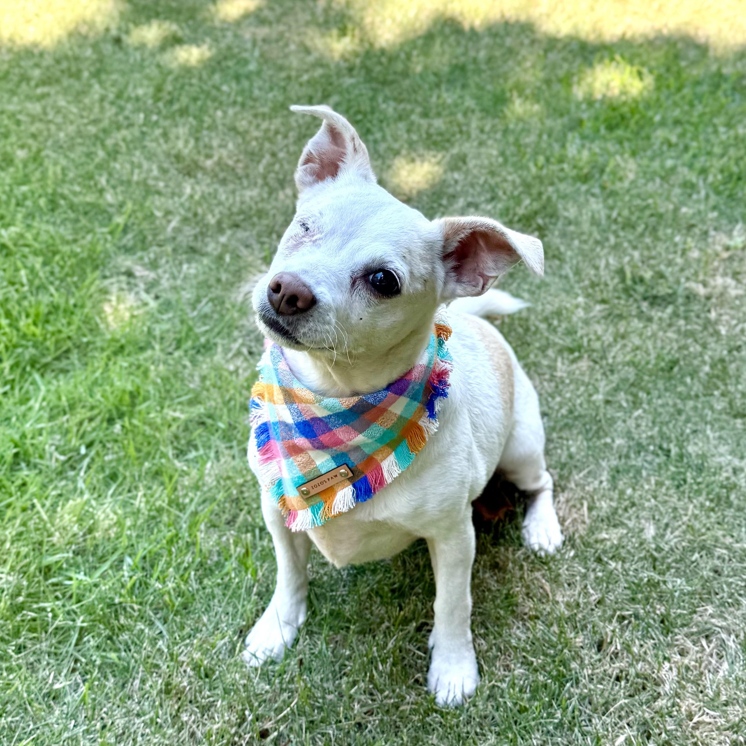Cashew, an adopted mixed breed in Milton, FL image 2/6