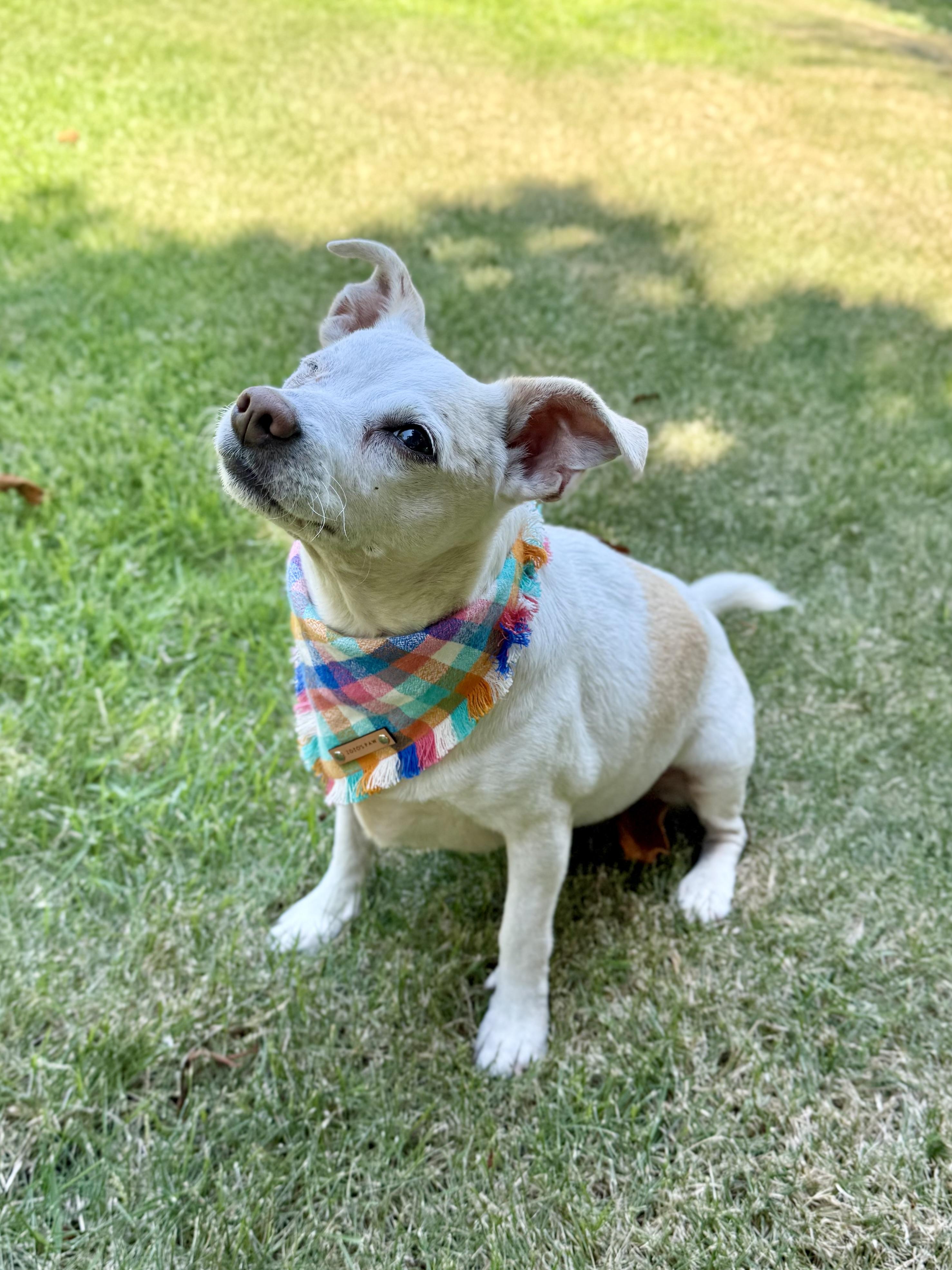 Cashew, an adopted mixed breed in Milton, FL image 4/6