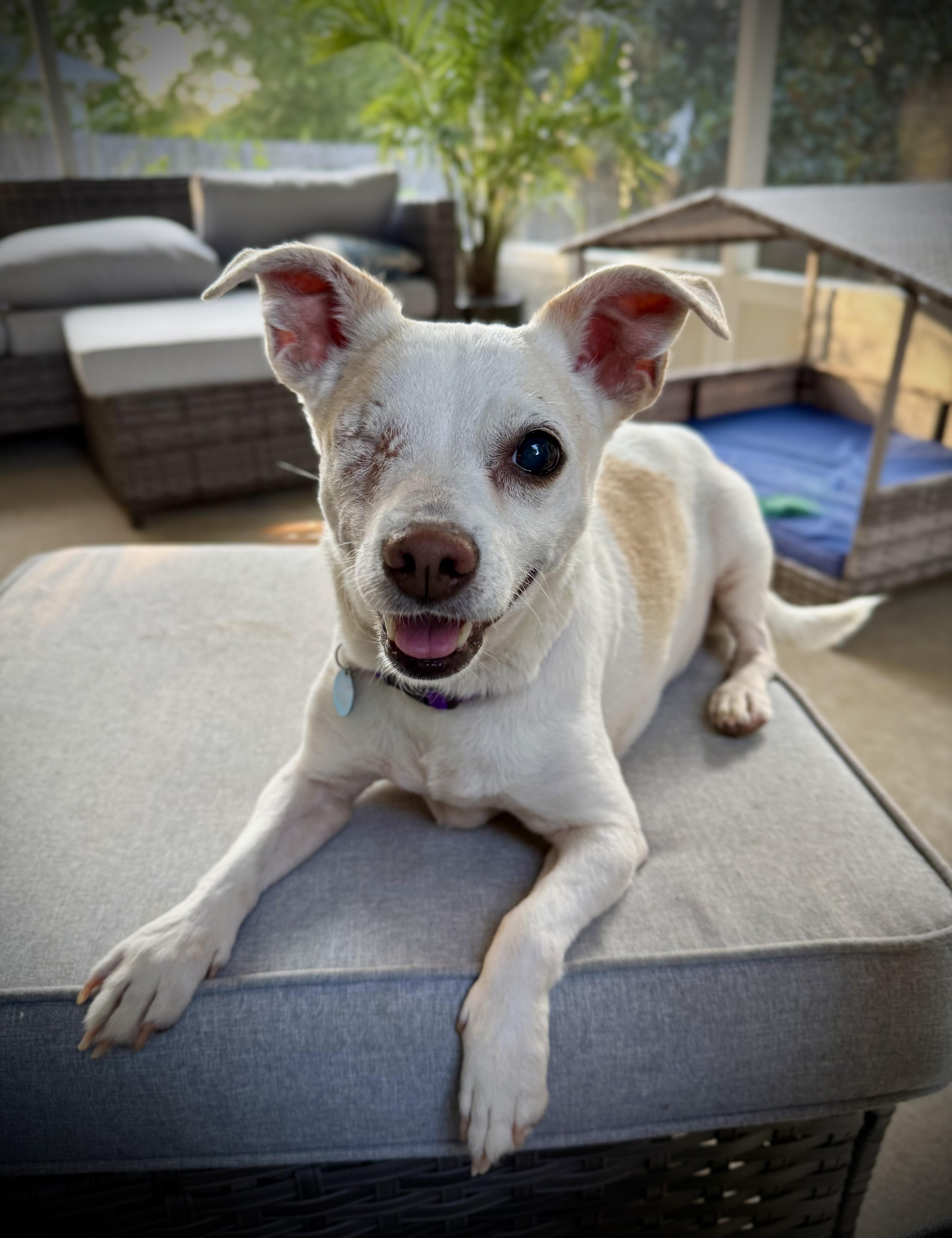 Cashew, an adopted mixed breed in Milton, FL image 1/6