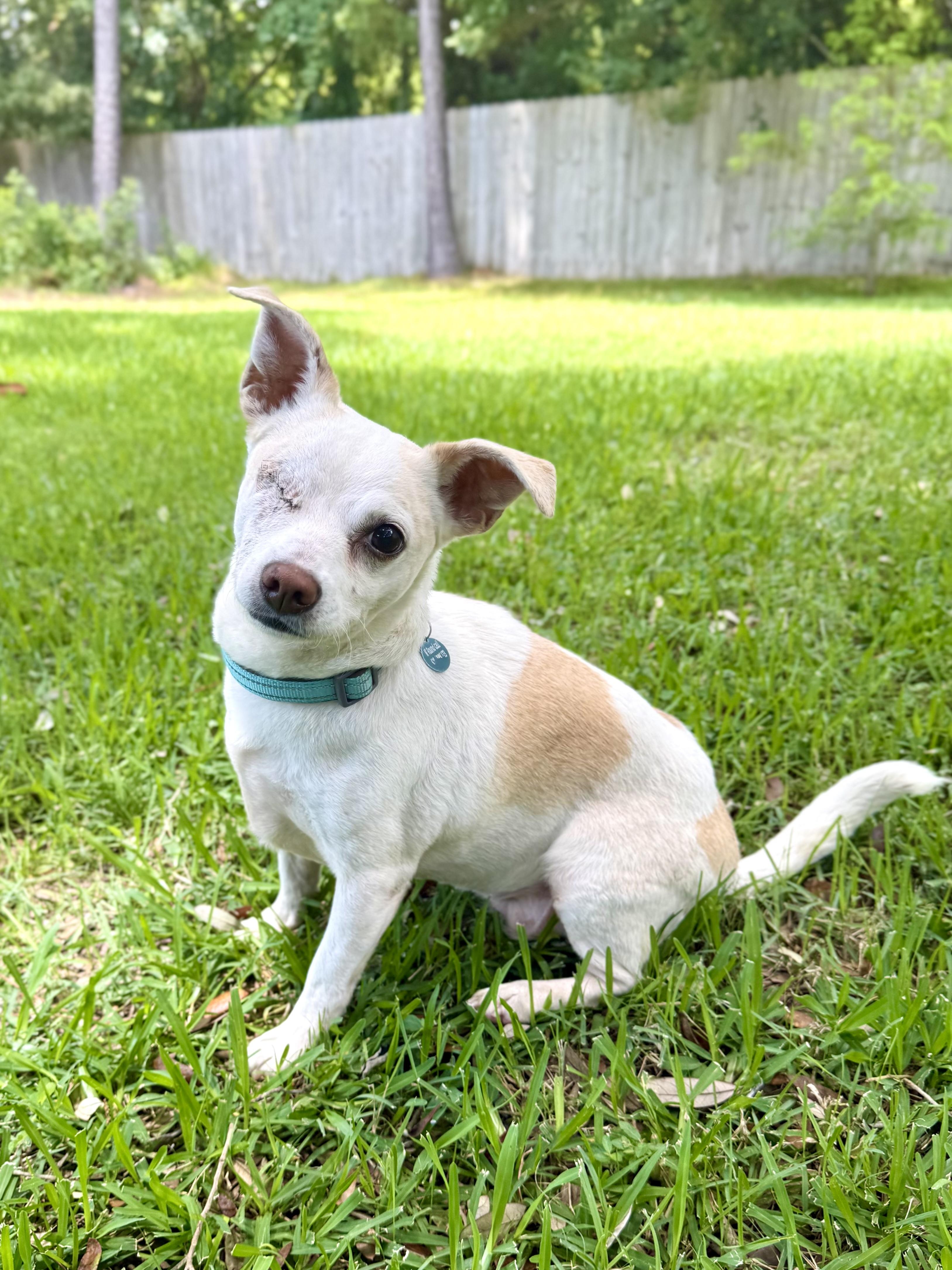 Cashew, an adopted mixed breed in Milton, FL image 3/6