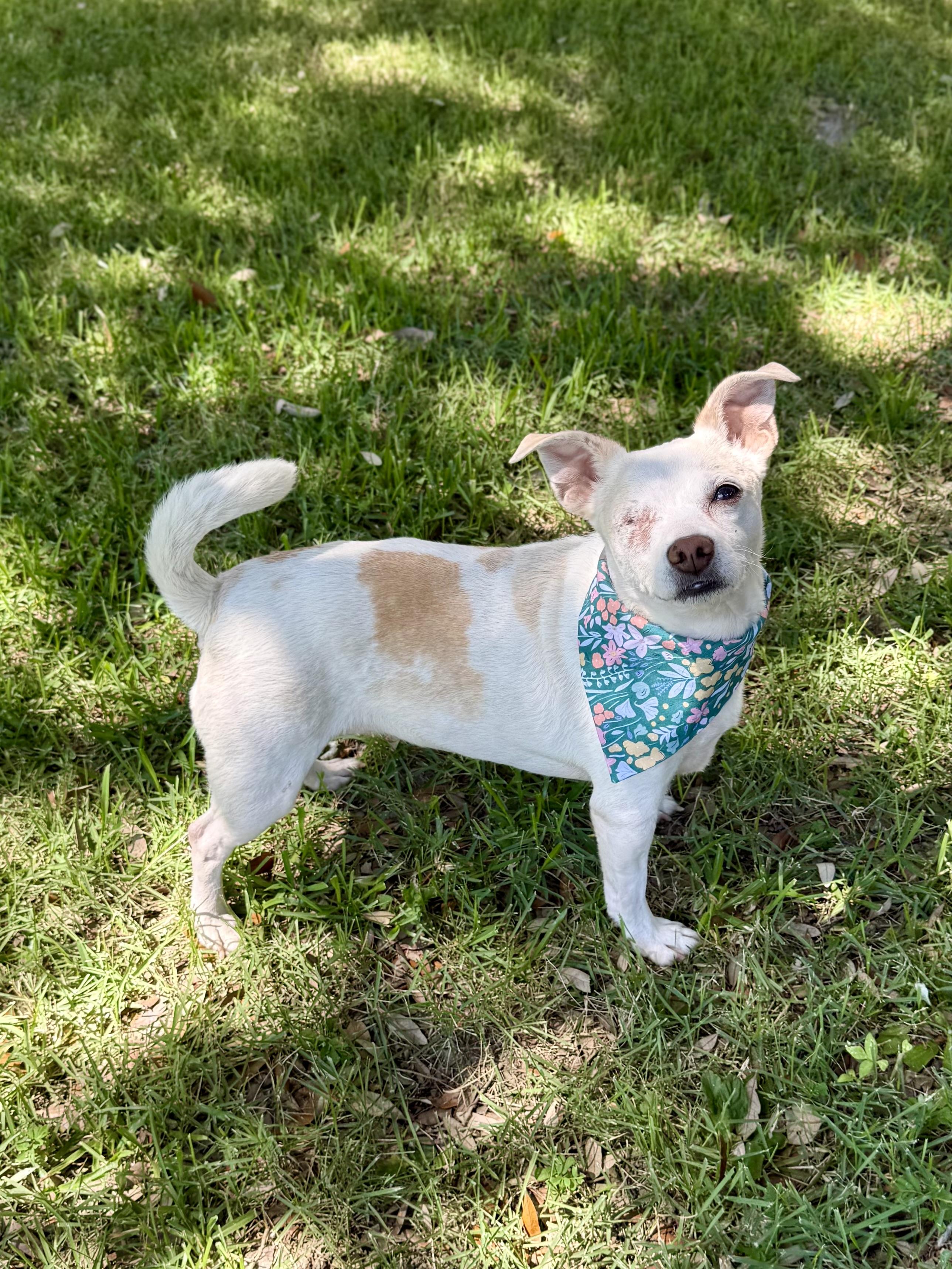 Cashew, an adopted mixed breed in Milton, FL image 5/6