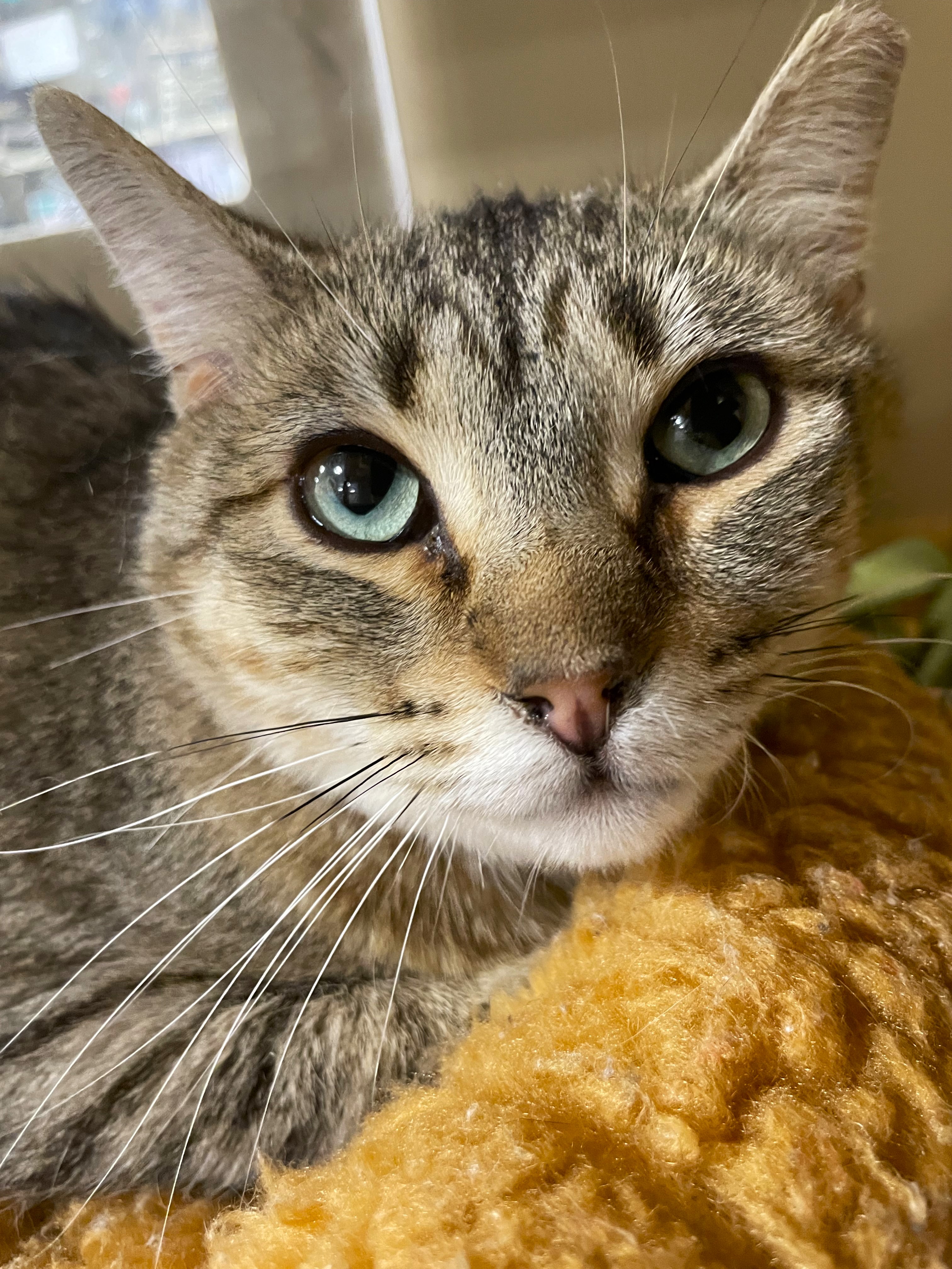 Maggie, a Adoptable Tabby in Taylor, MI image 2/4