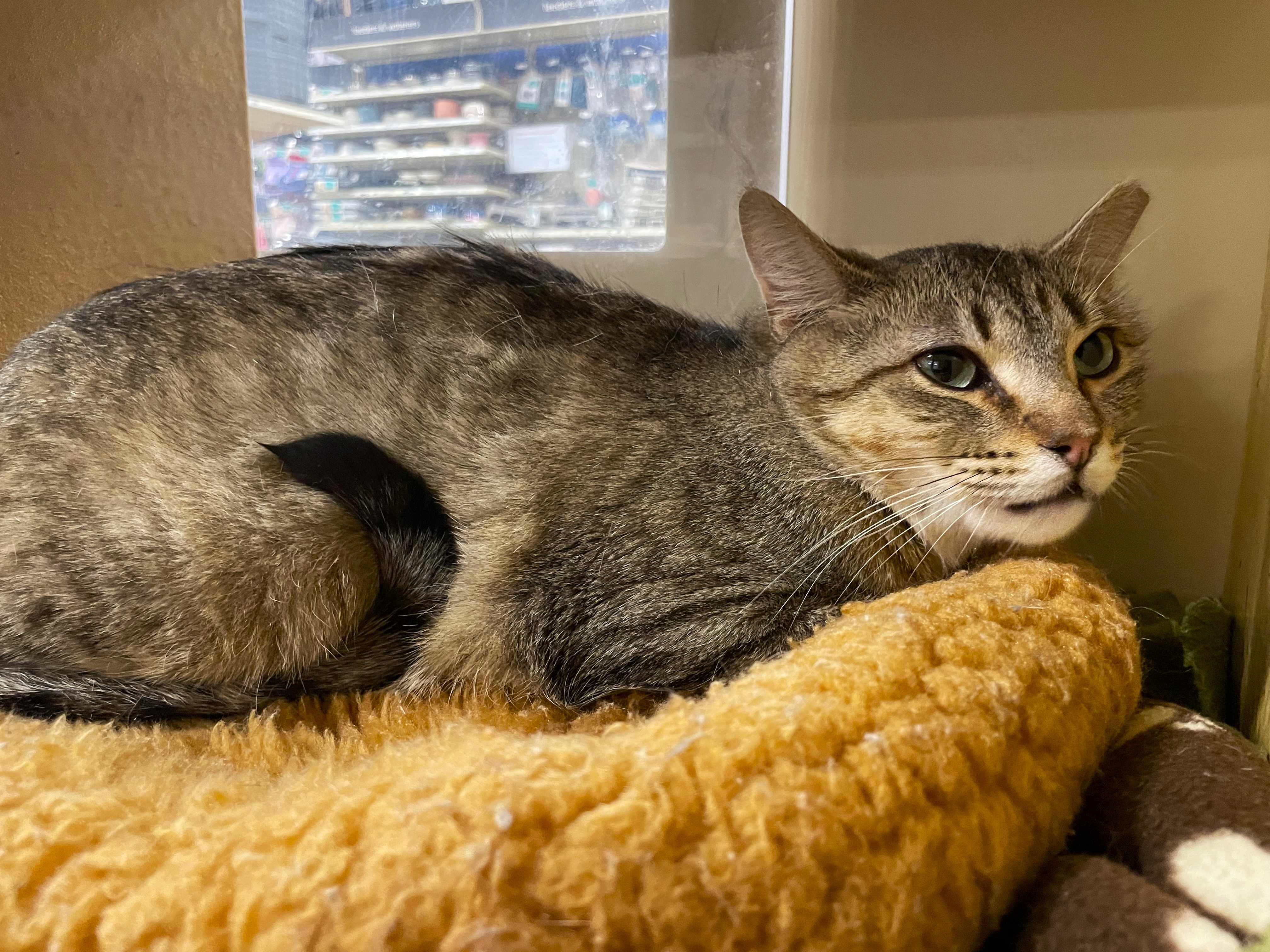 Maggie, a Adoptable Tabby in Taylor, MI image 4/4