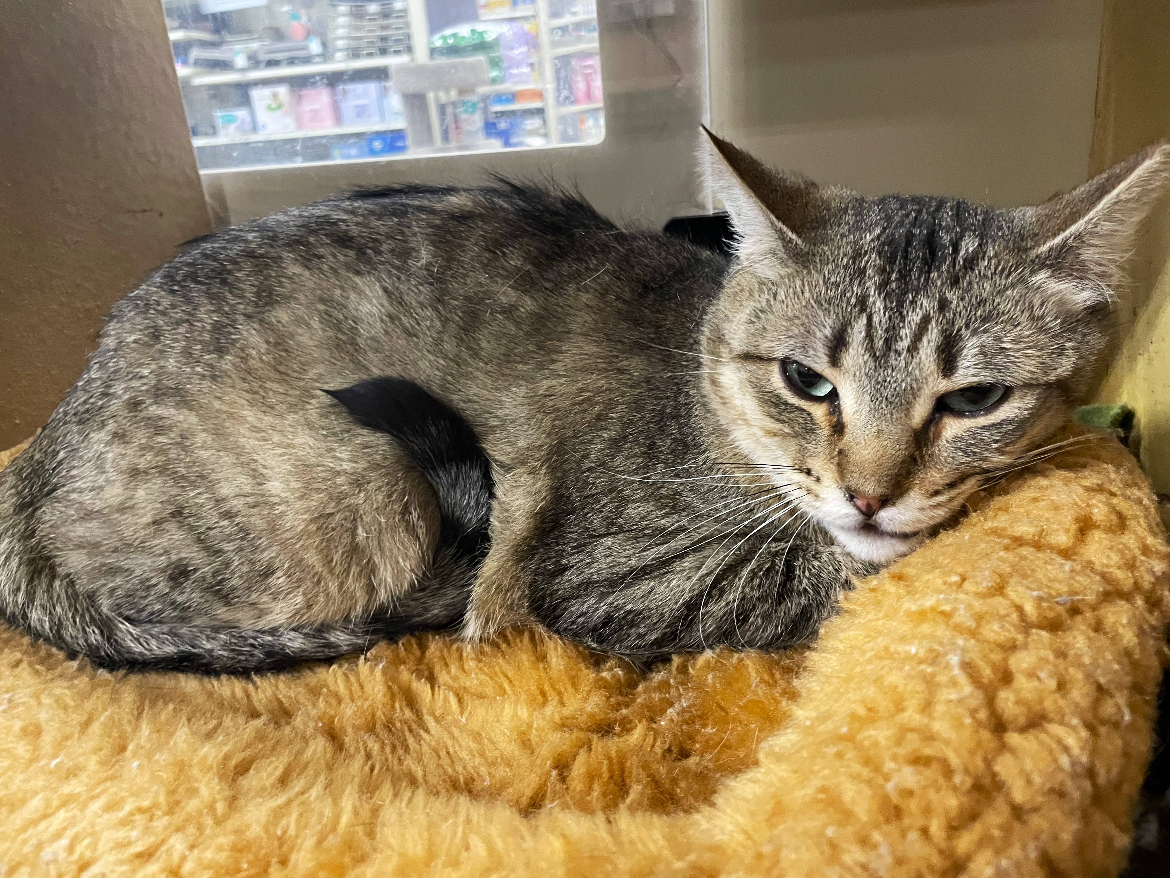 Maggie, a Adoptable Tabby in Taylor, MI image 3/4