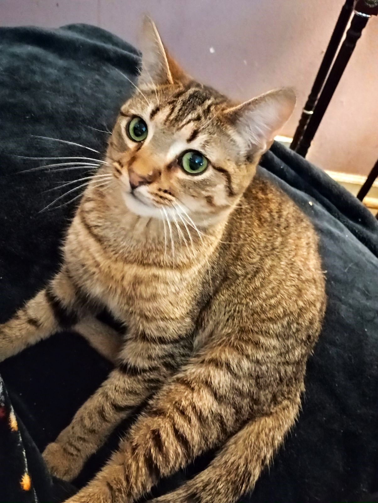 Maggie, a Adoptable Tabby in Taylor, MI image 1/4