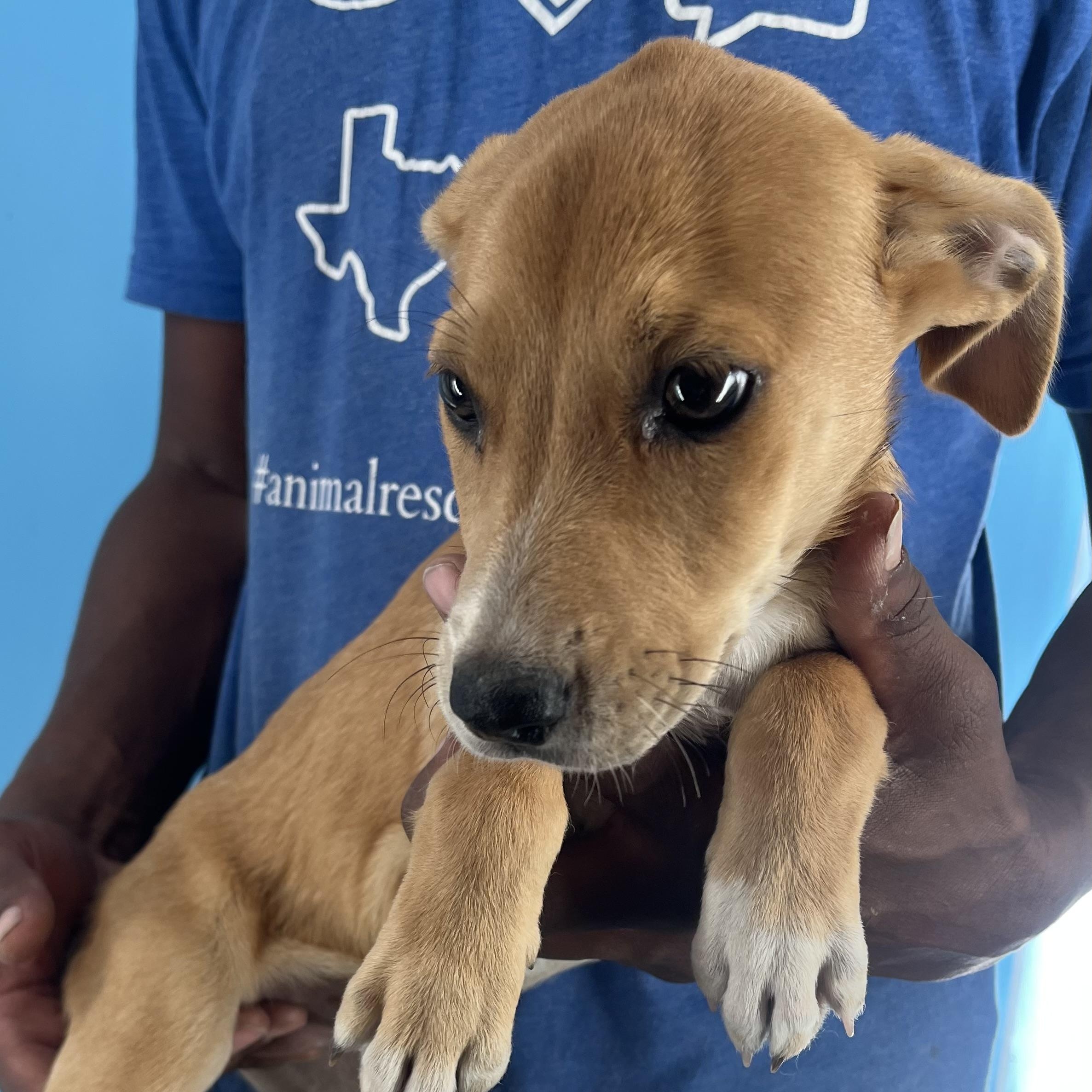 Brandy - Local Sept 26-28