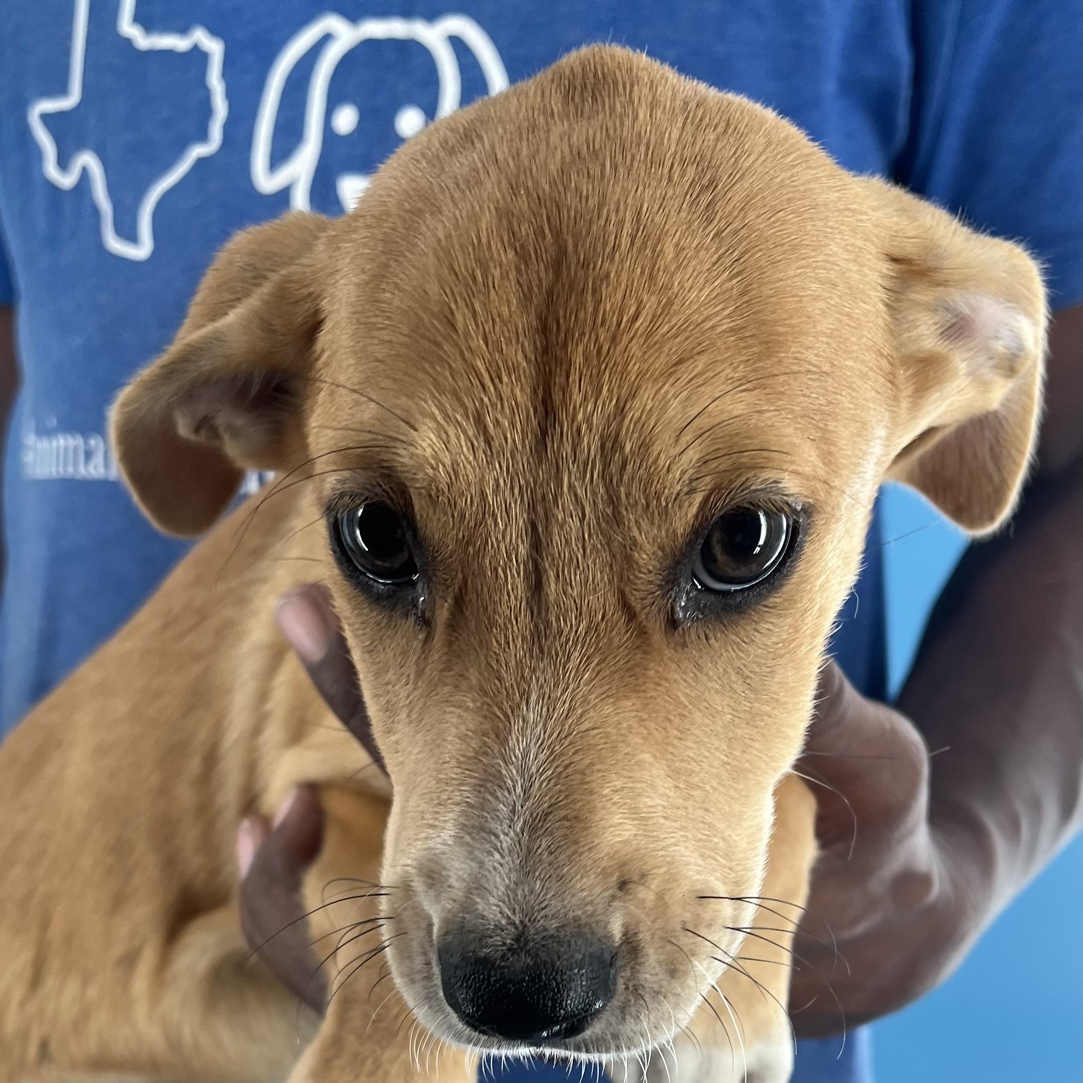 Brandy - Local Sept 26-28