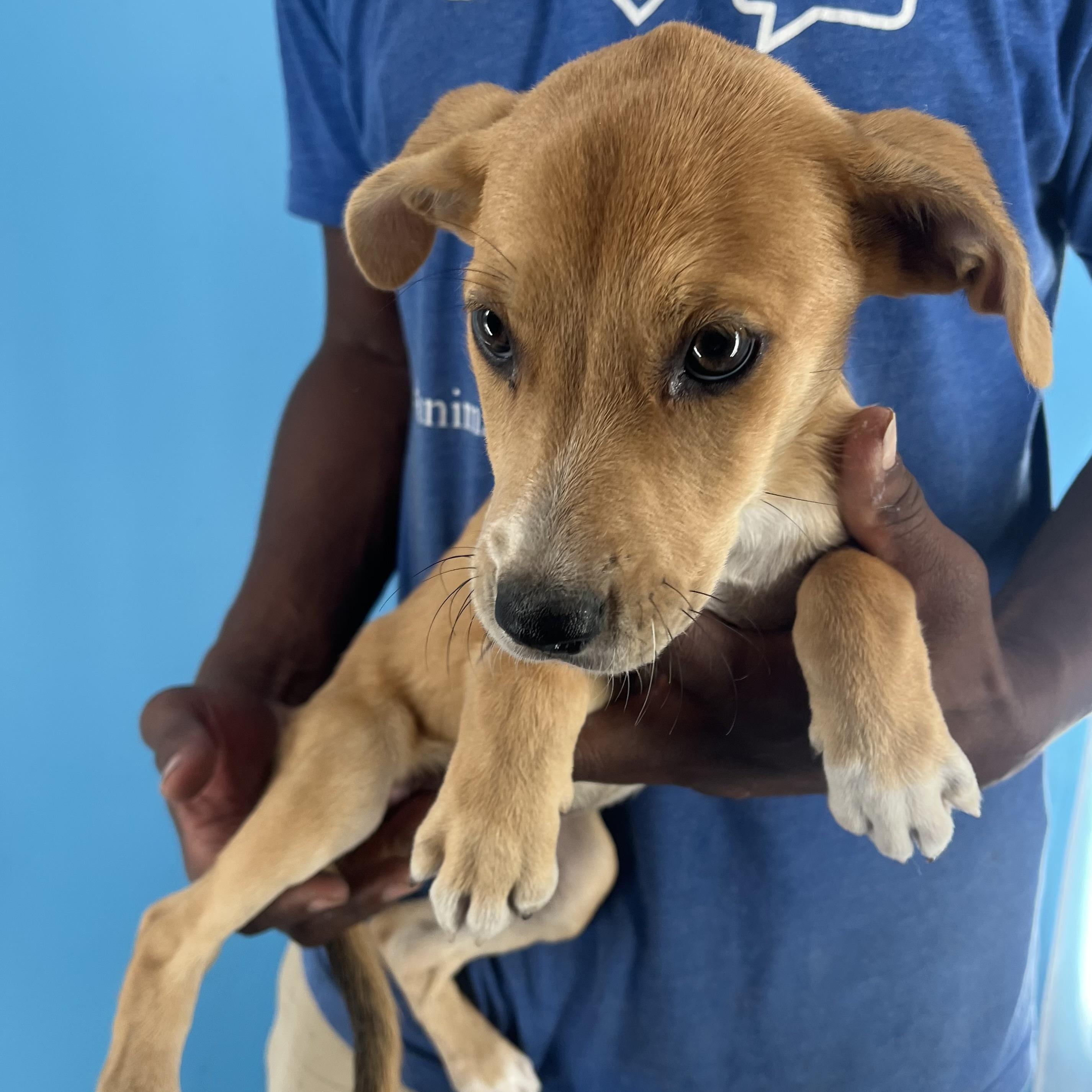 Brandy - Local Sept 26-28