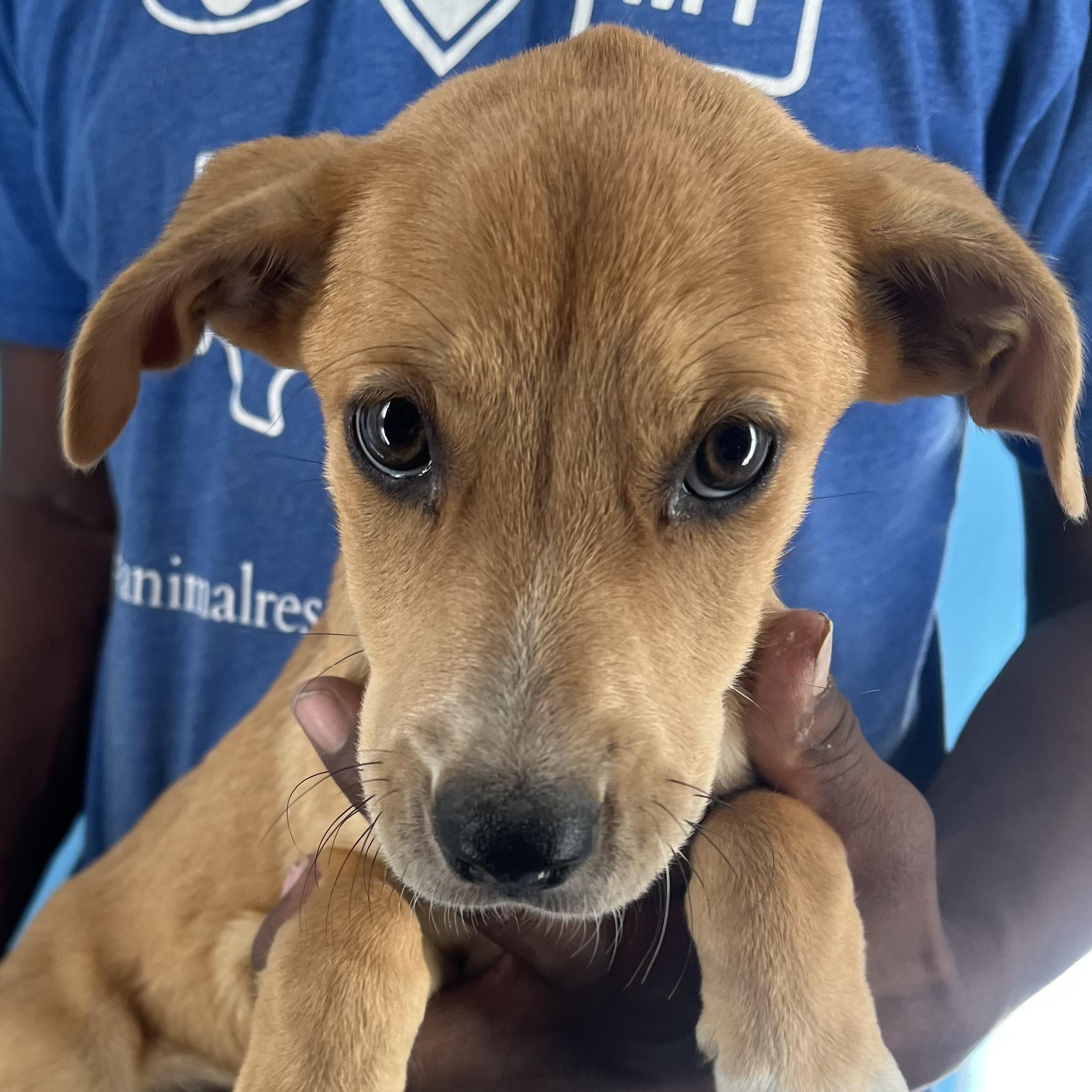 Brandy - Local Sept 26-28