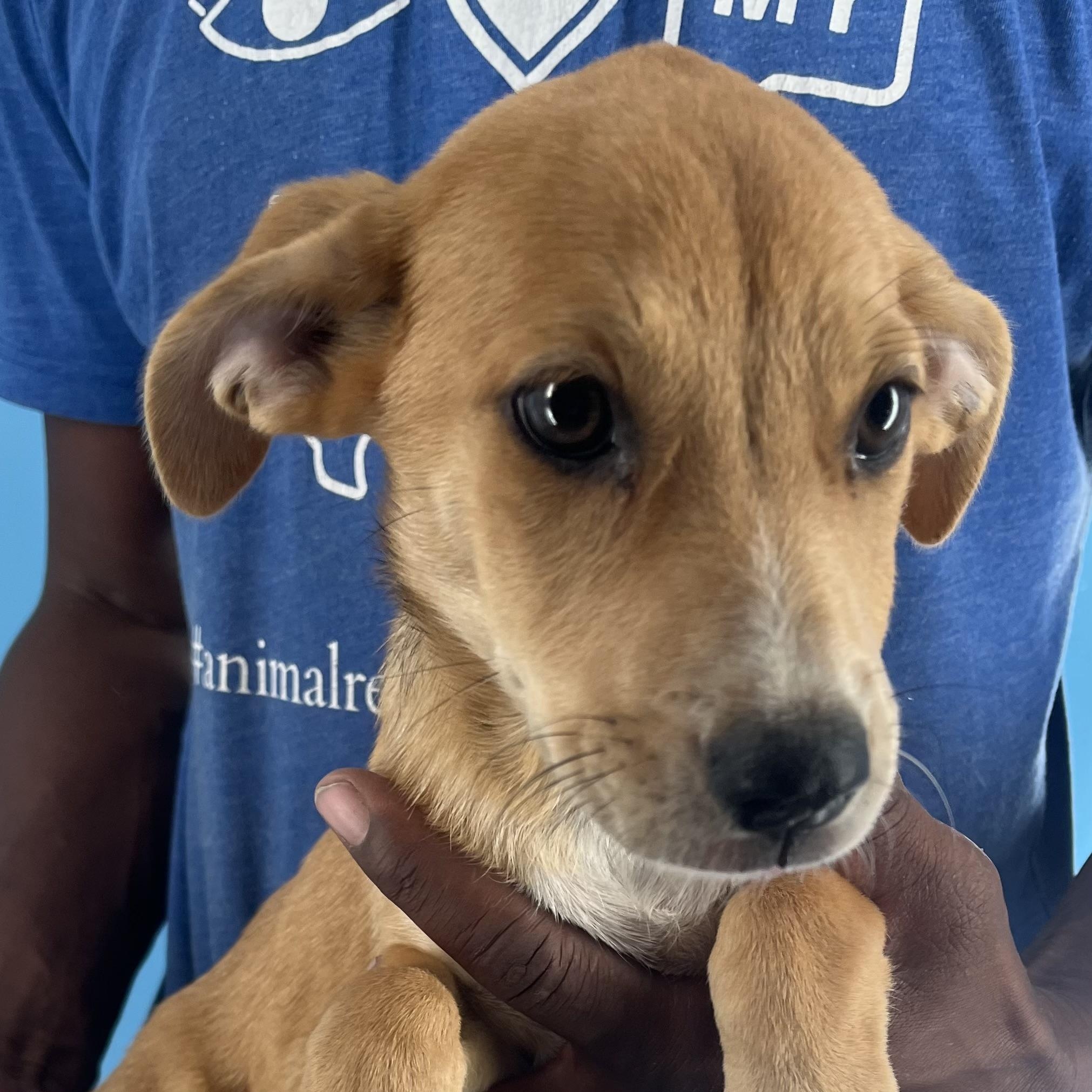 Brandy - Local Sept 26-28