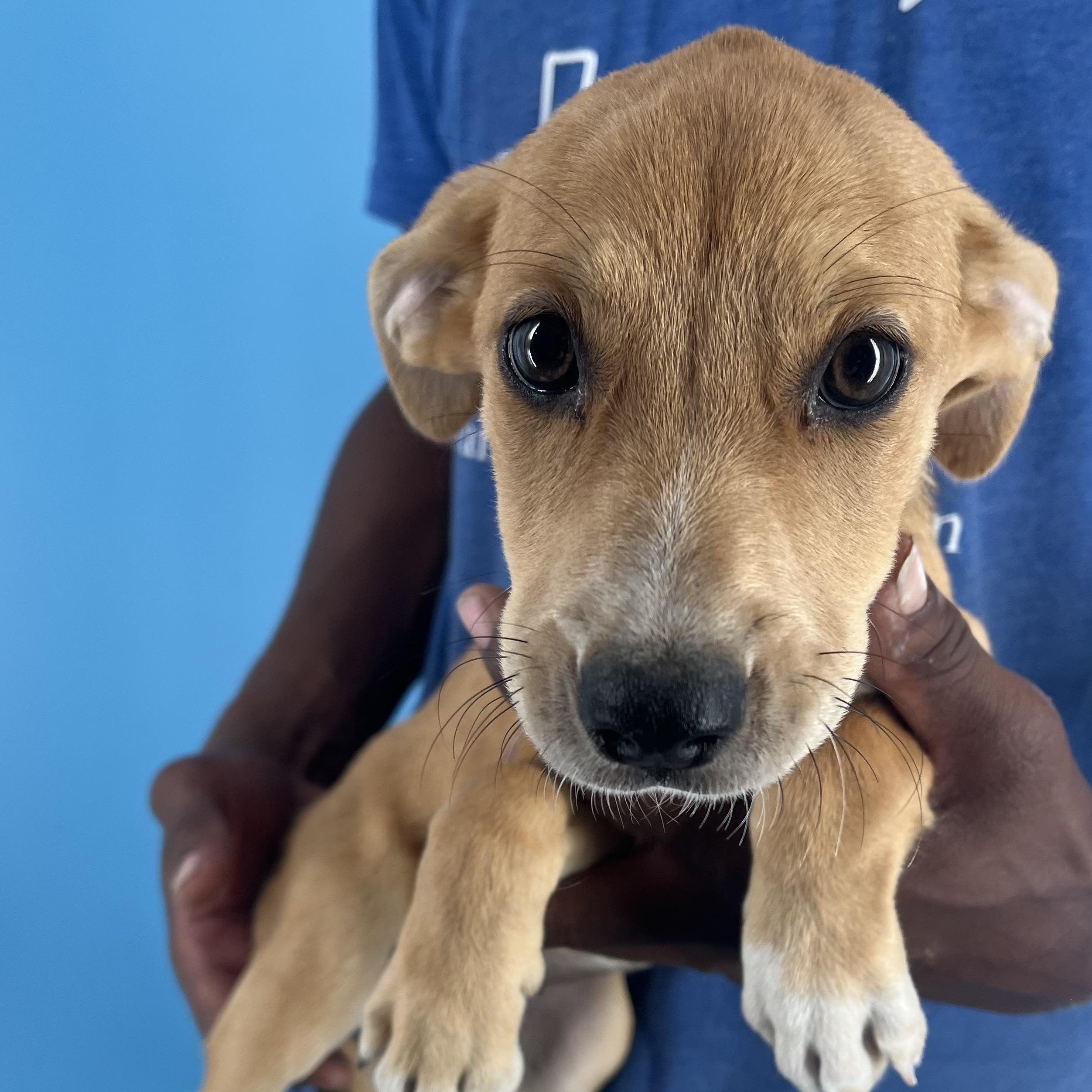 Brandy - Local Sept 26-28