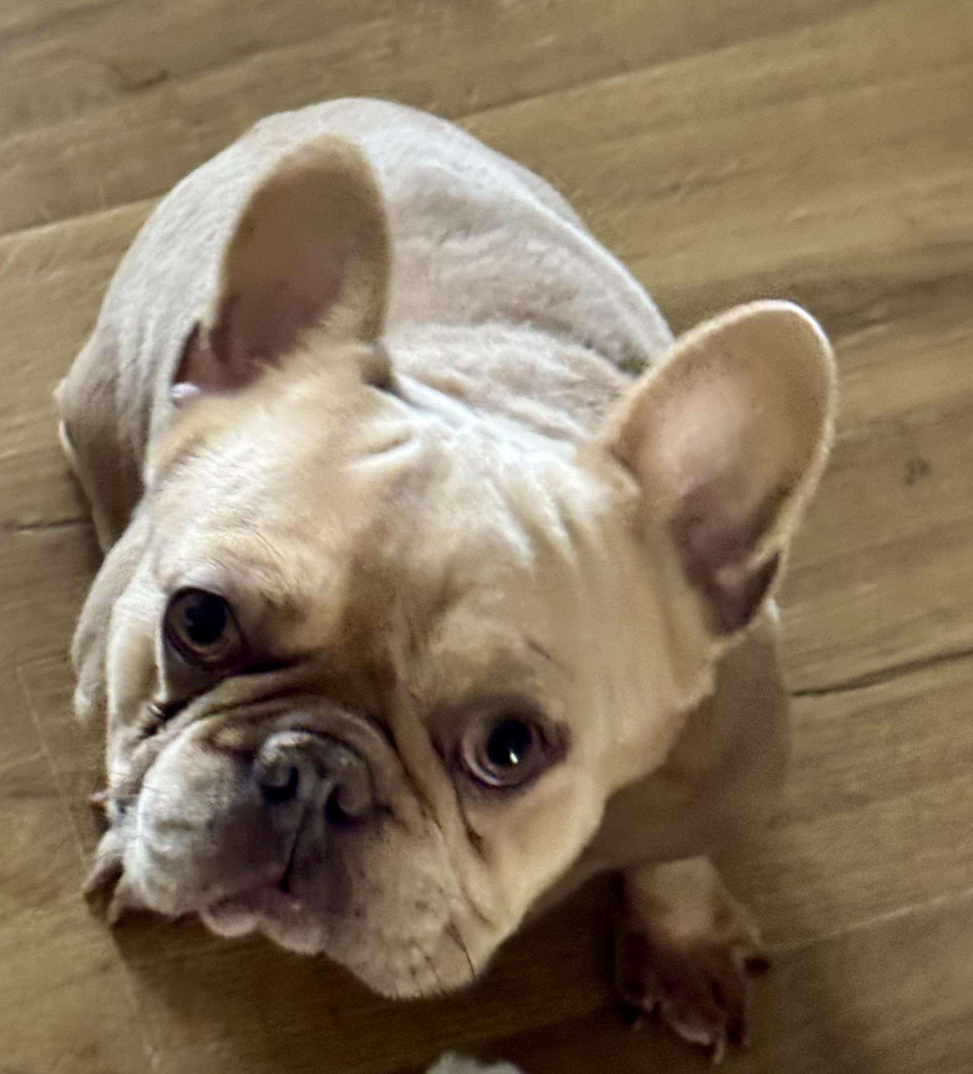 Peanut , a ADOPTABLE French Bulldog in North Freedom, WI image 1/4