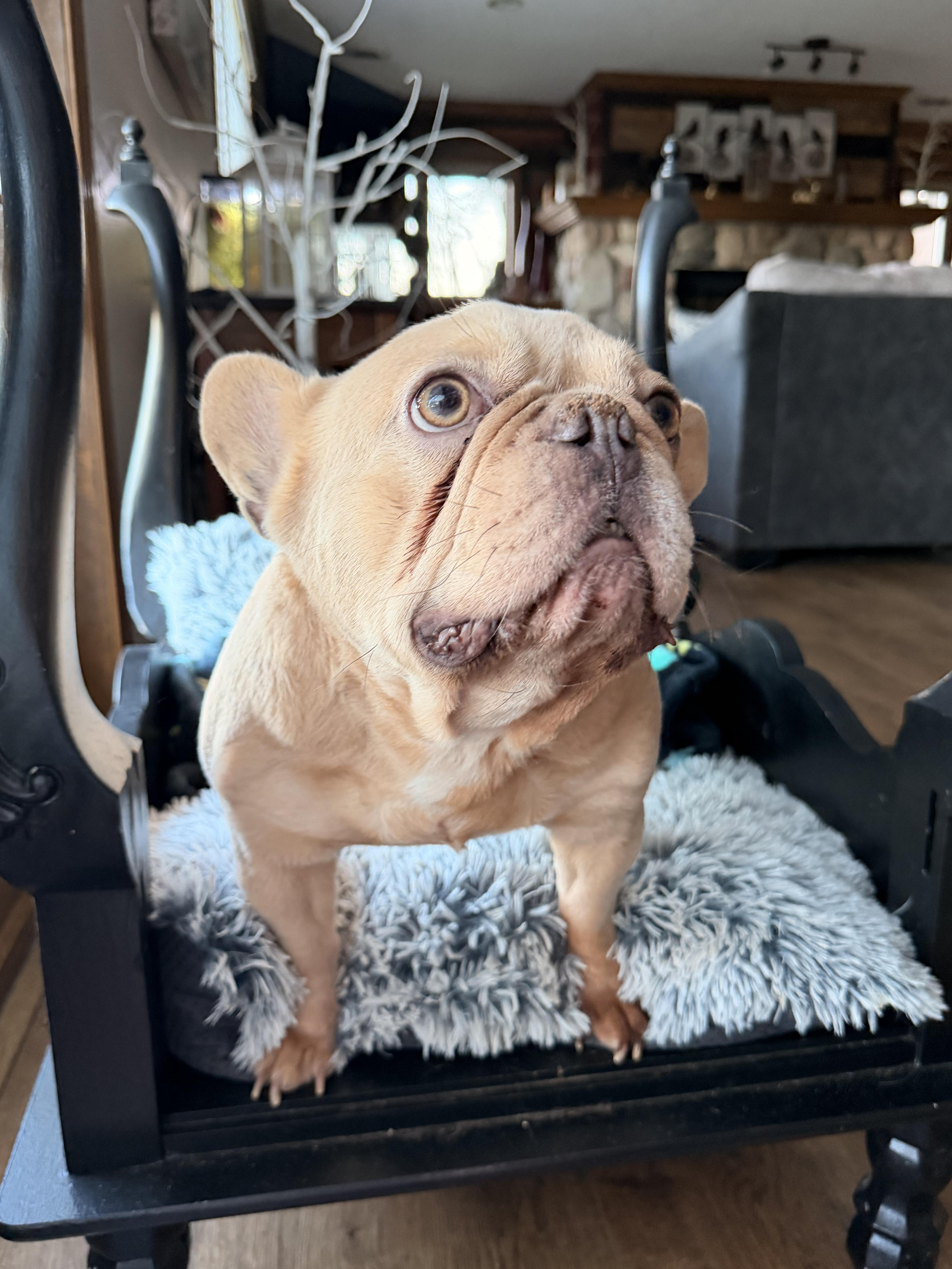 Peanut , a ADOPTABLE French Bulldog in North Freedom, WI image 4/4
