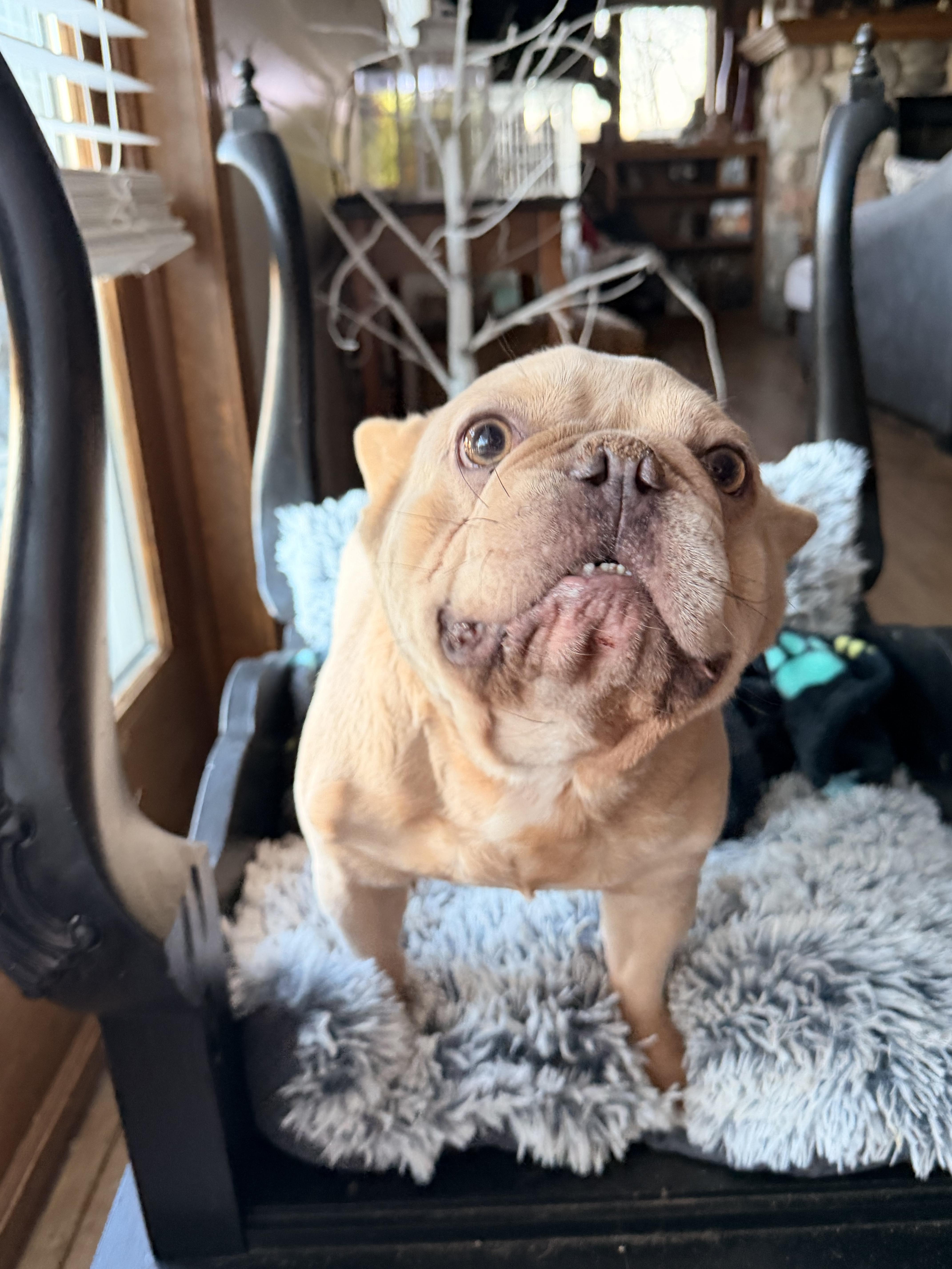 Peanut , a ADOPTABLE French Bulldog in North Freedom, WI image 3/4