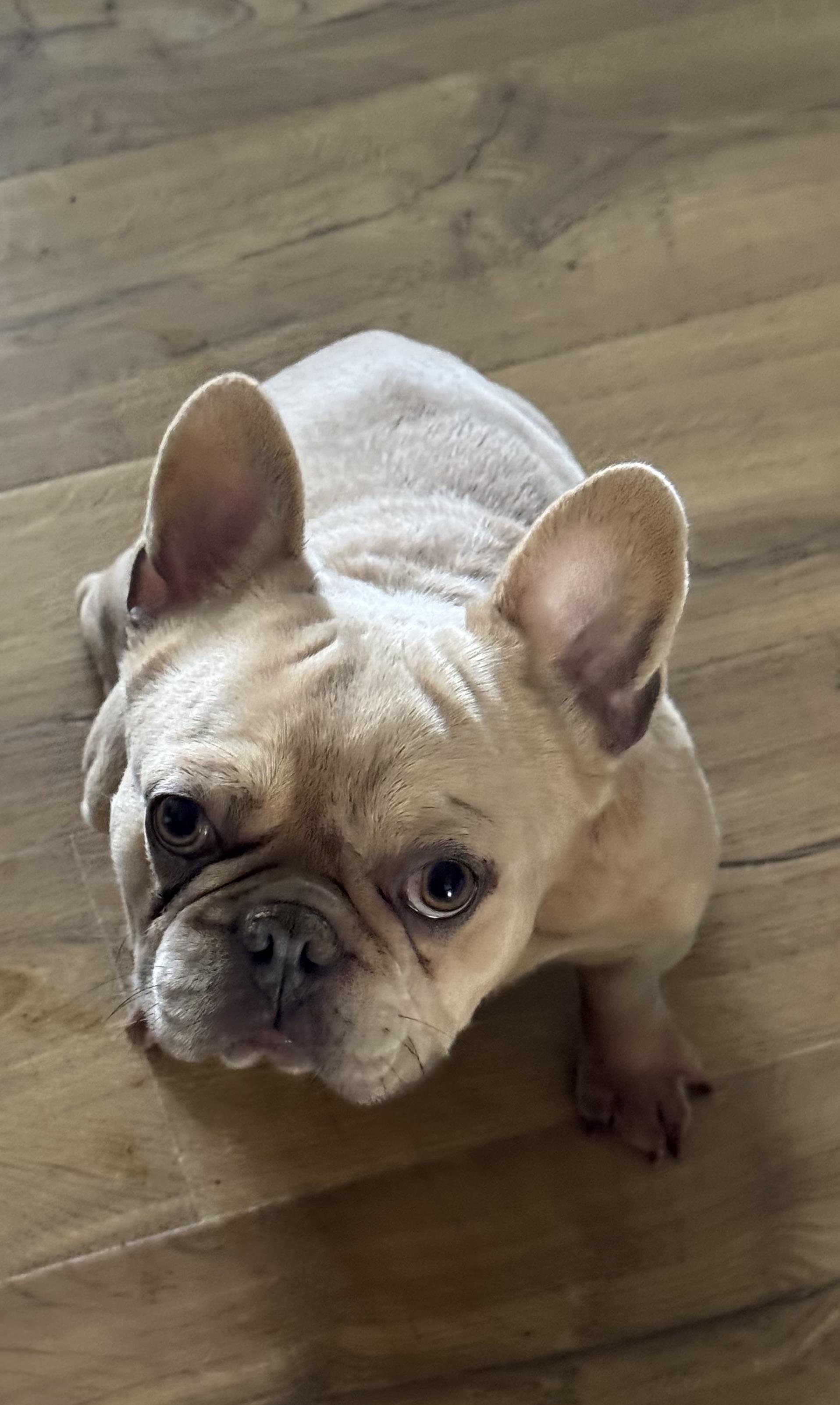 Peanut , a ADOPTABLE French Bulldog in North Freedom, WI image 2/4