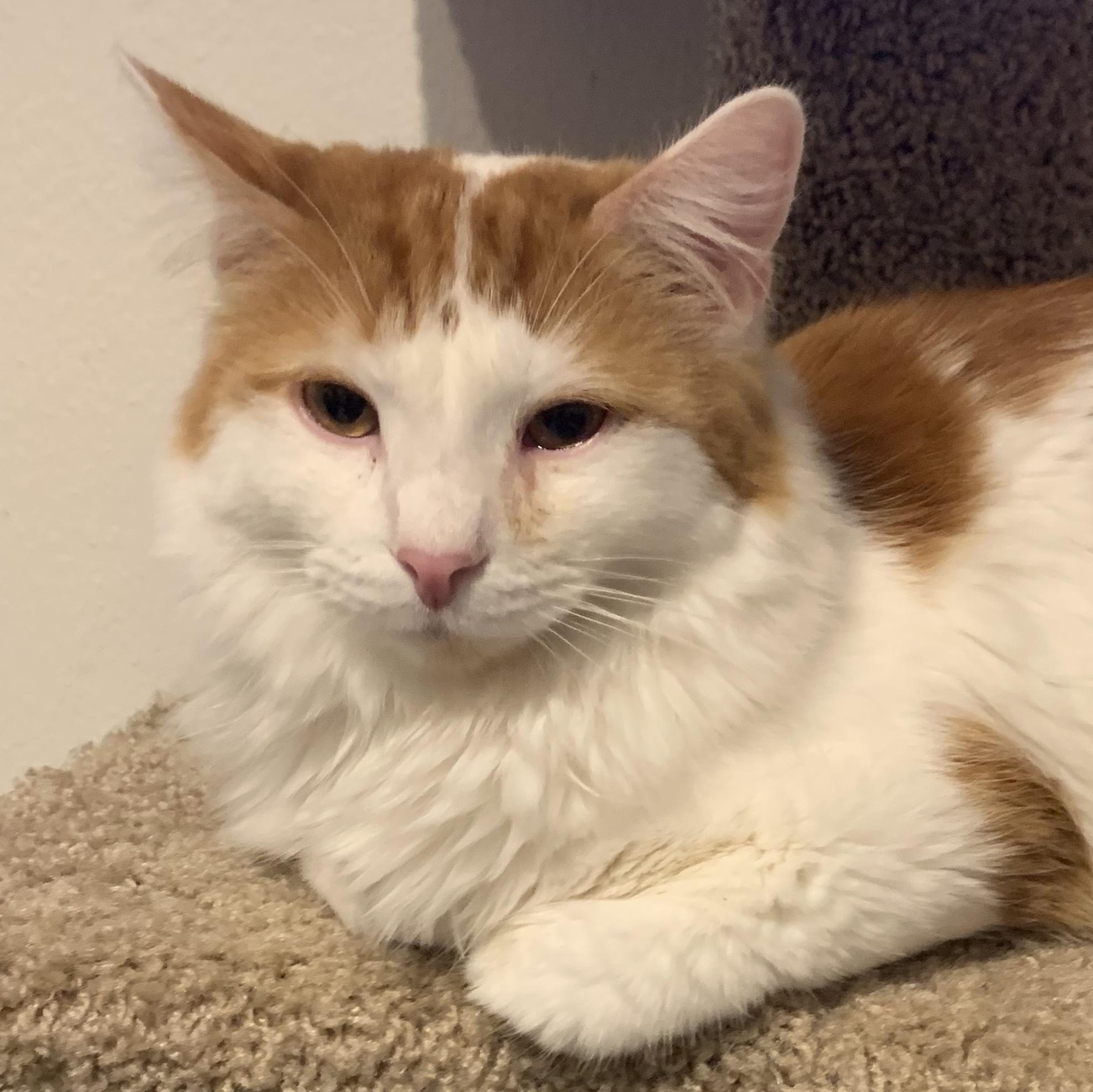 Enlarge Milo, a ADOPTABLE Domestic Medium Hair in San Diego, CA image 1/1