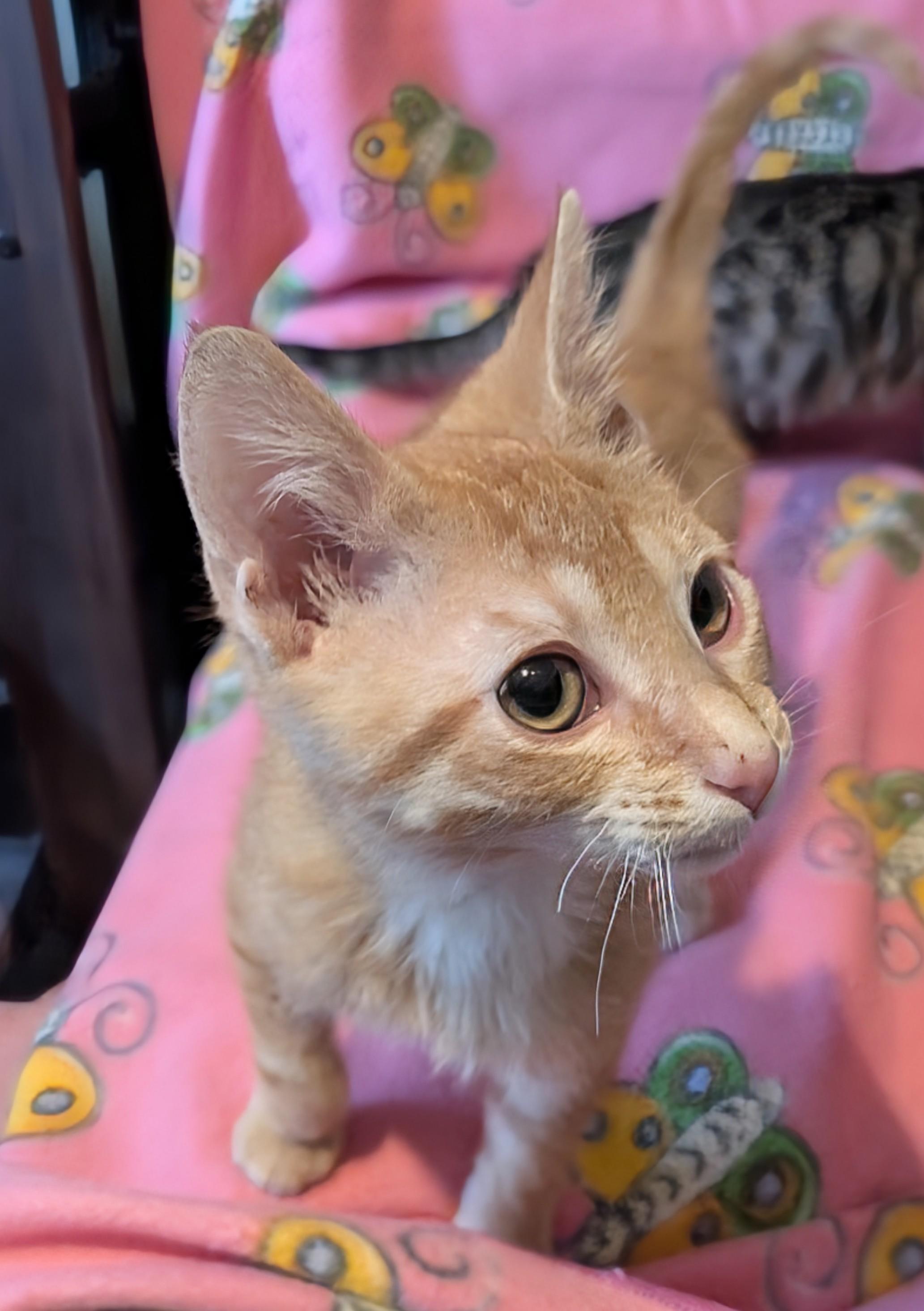 Enlarge Reuben Sandwich, a ADOPTABLE Domestic Short Hair in Madison, WI image 2/2