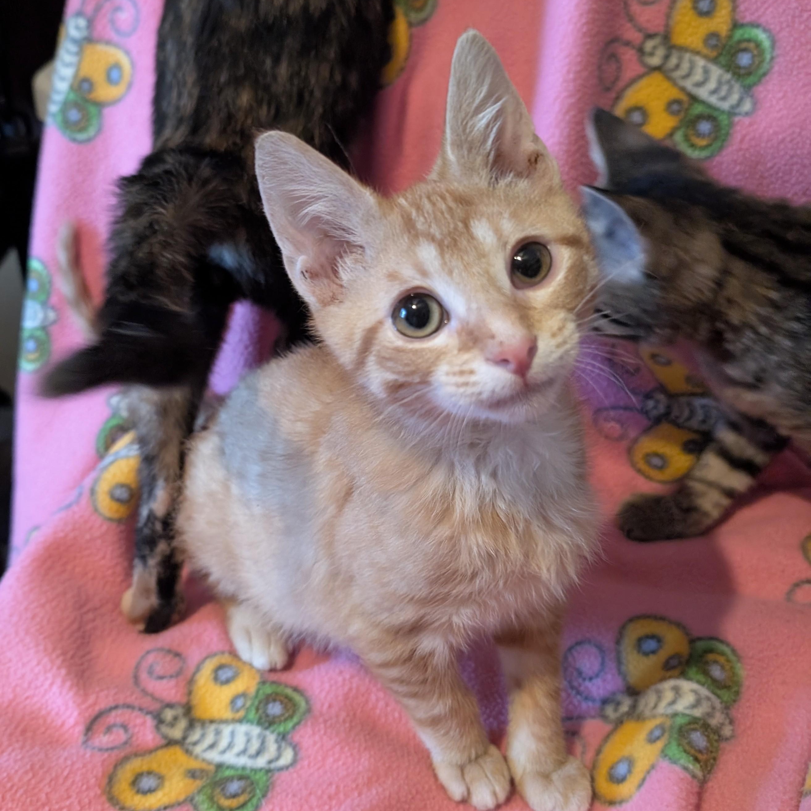 Enlarge Reuben Sandwich, a ADOPTABLE Domestic Short Hair in Madison, WI image 1/2