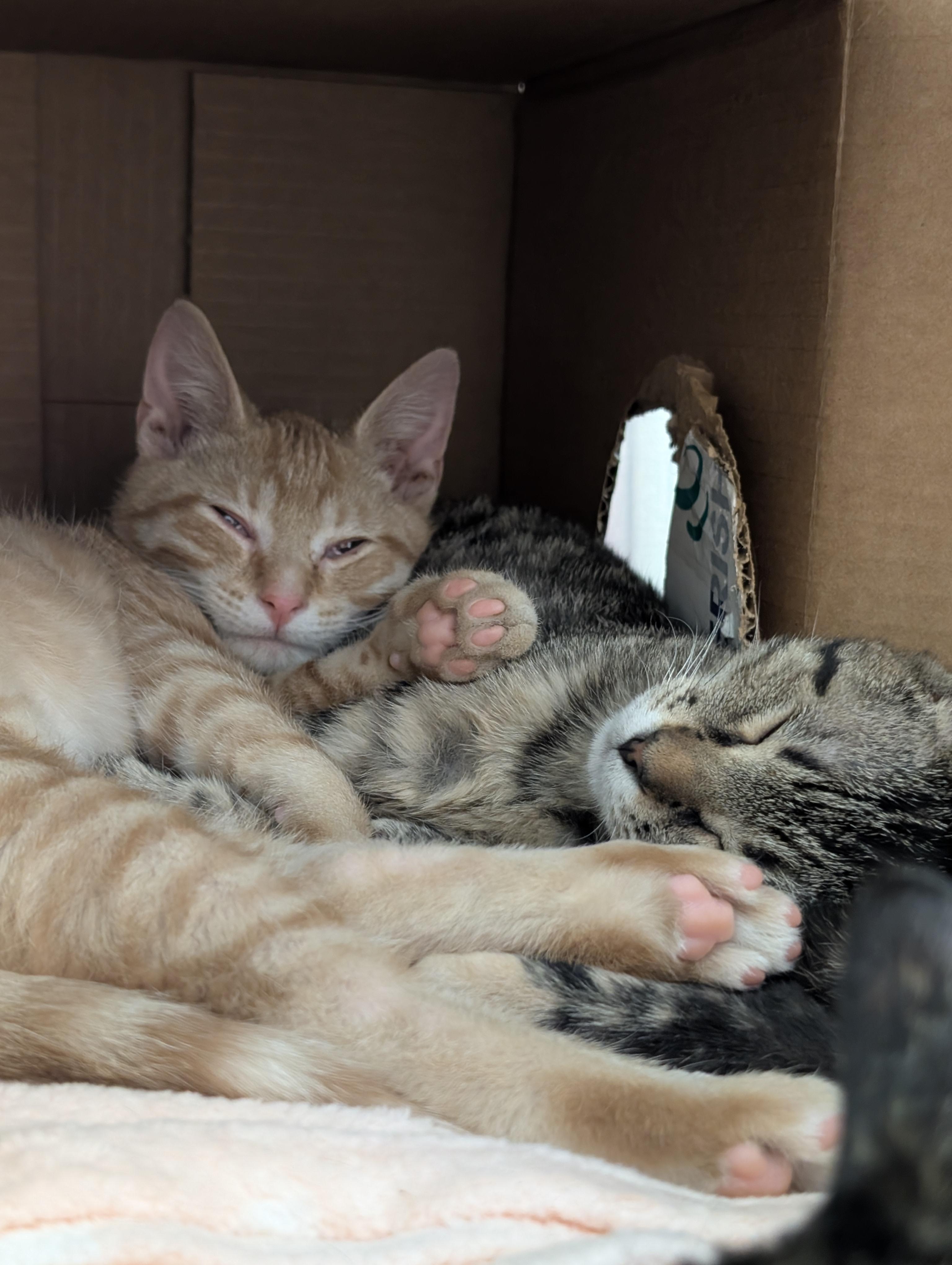 Enlarge Reuben Sandwich, an adopted Domestic Short Hair in Madison, WI image 3/5