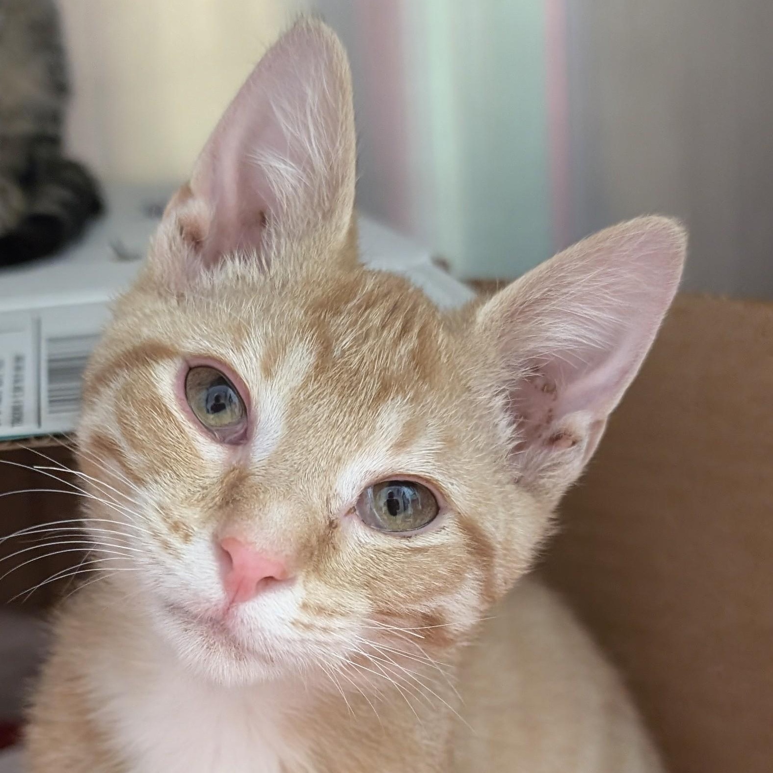 Enlarge Reuben Sandwich, an adopted Domestic Short Hair in Madison, WI image 1/5