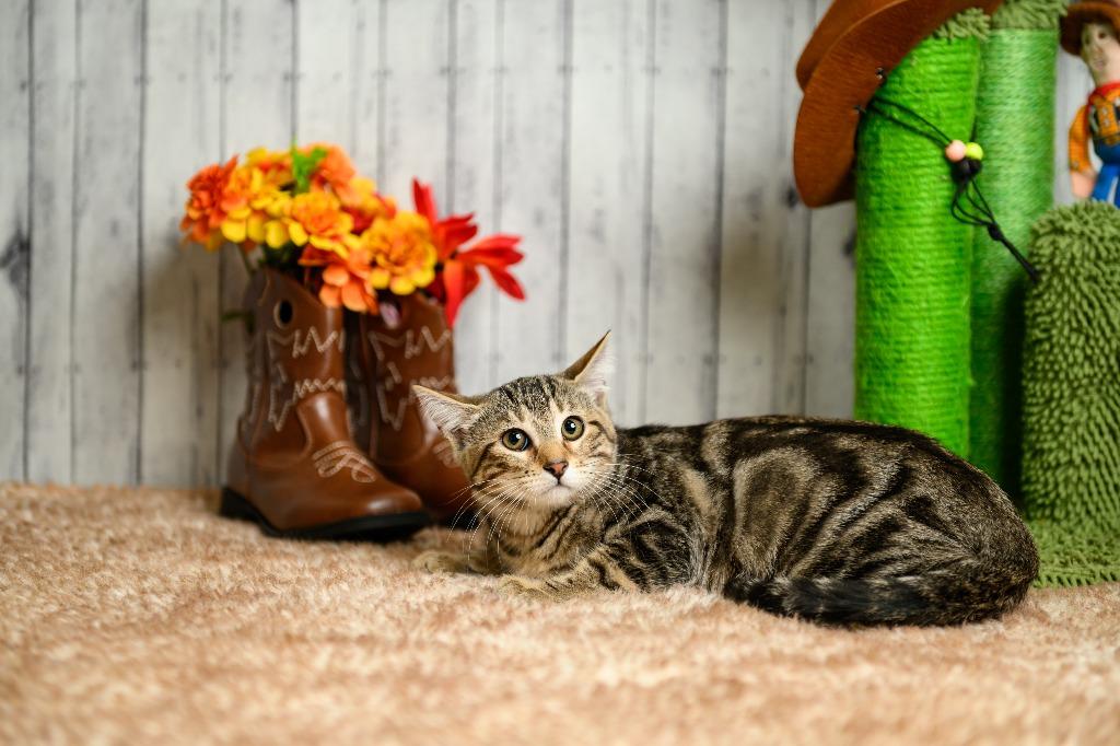 Jenny, Adoptable, Young Female Domestic Short Hair.