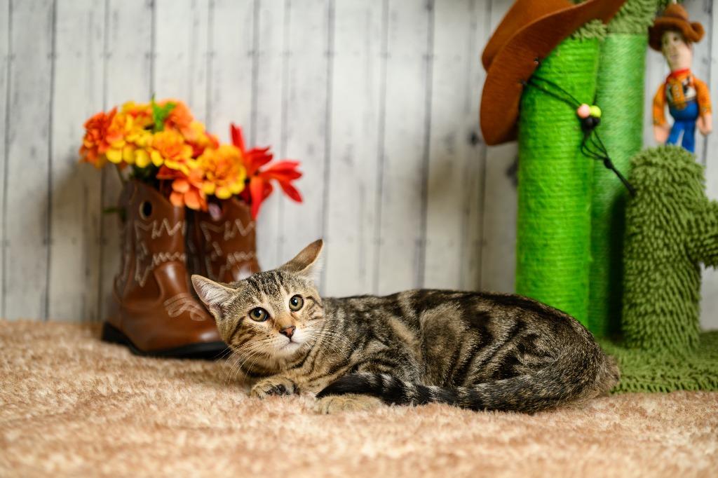 Enlarge Jenny, a Adoptable mixed breed in Roanoke, TX image 2/3