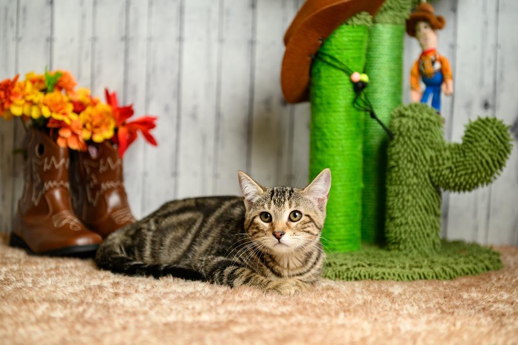 Enlarge Jenny, a Adoptable mixed breed in Roanoke, TX image 3/3