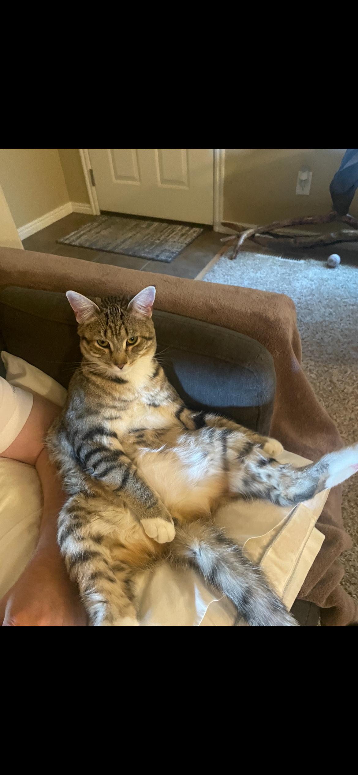 Maverick, a Adoptable Tabby in Pocatello, ID image 2/3