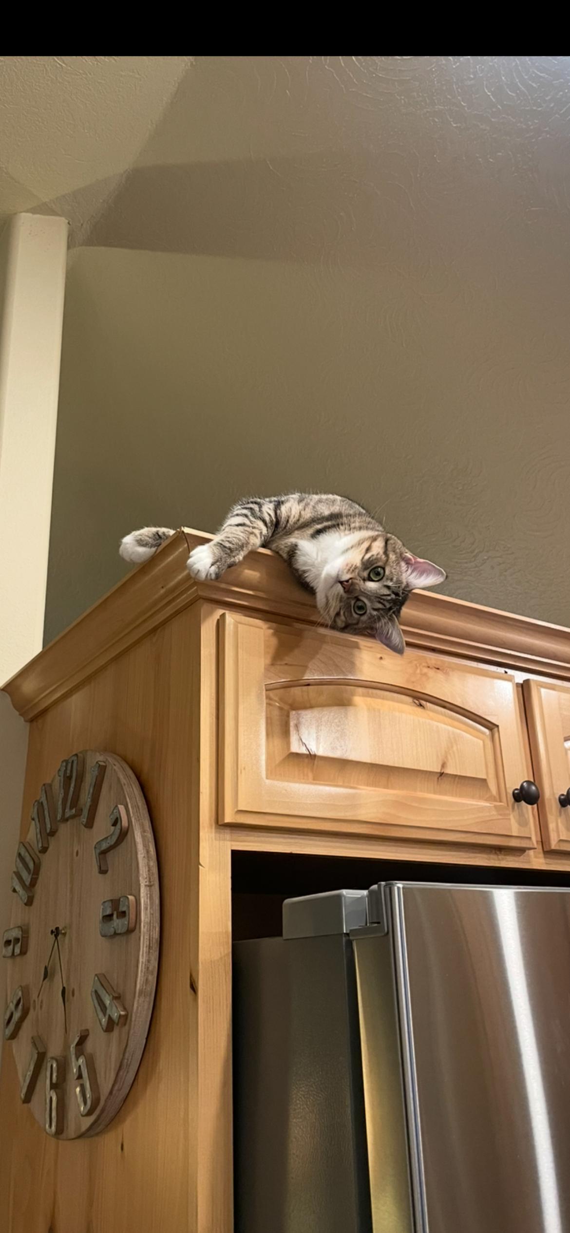 Maverick, a Adoptable Tabby in Pocatello, ID image 3/3