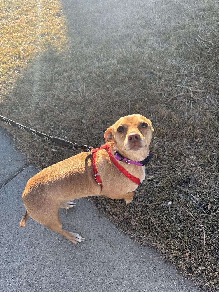 Honey, Adoptable, Adult Female Chihuahua.